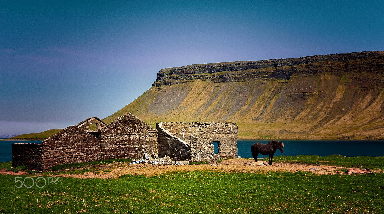 Canon EOS 60D sample photo. Iceland - a watchful horse of his foals photography