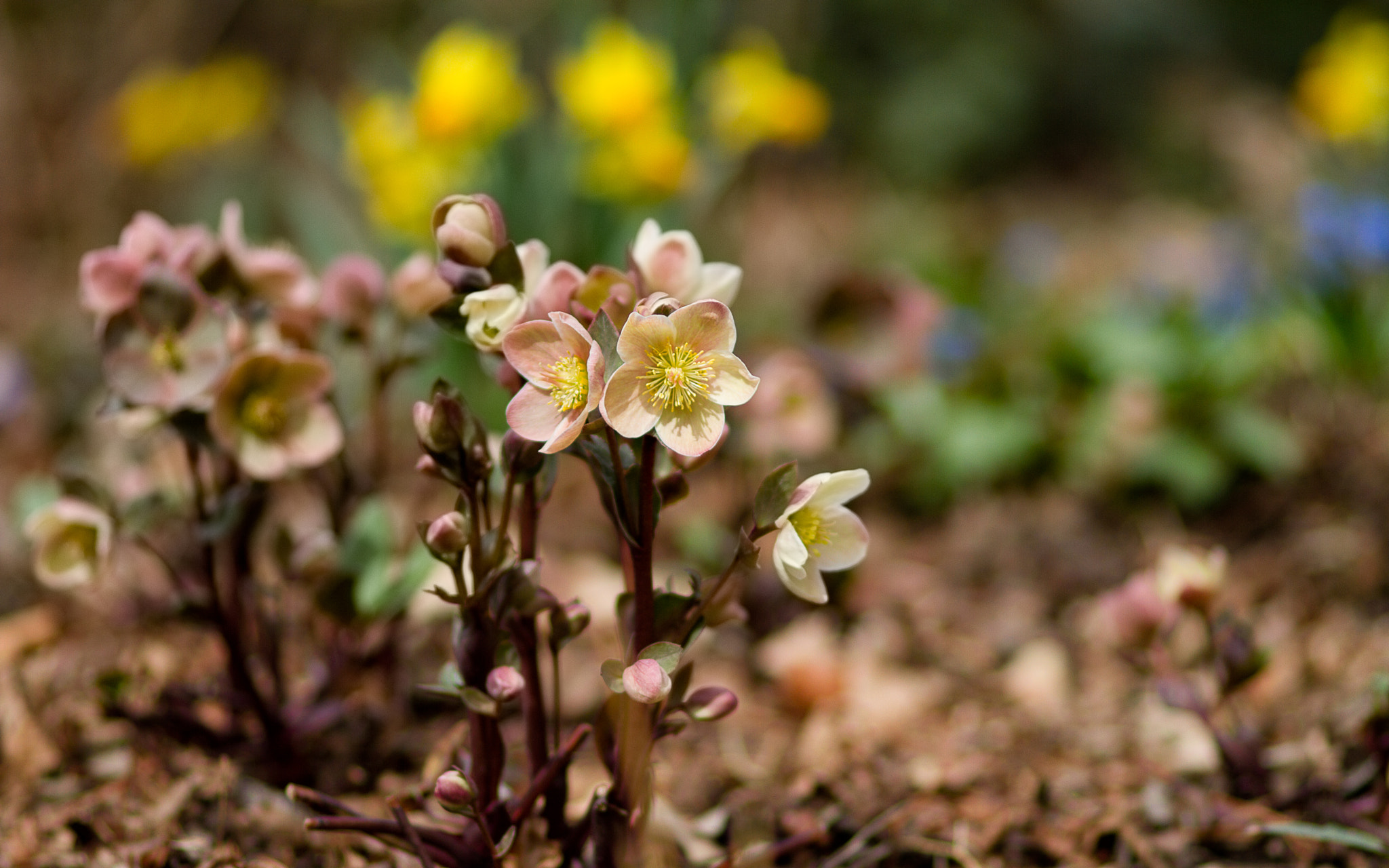 Canon EF 100mm F2.0 USM sample photo. Spring at denver botanic gardens photography