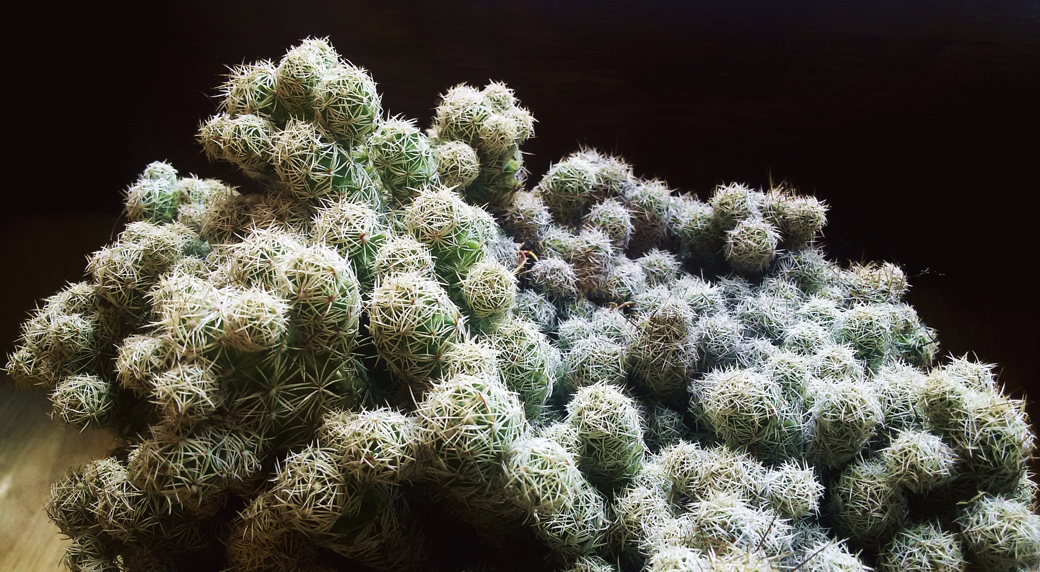 Samsung Galaxy S3 Neo sample photo. Cactus #2 photography