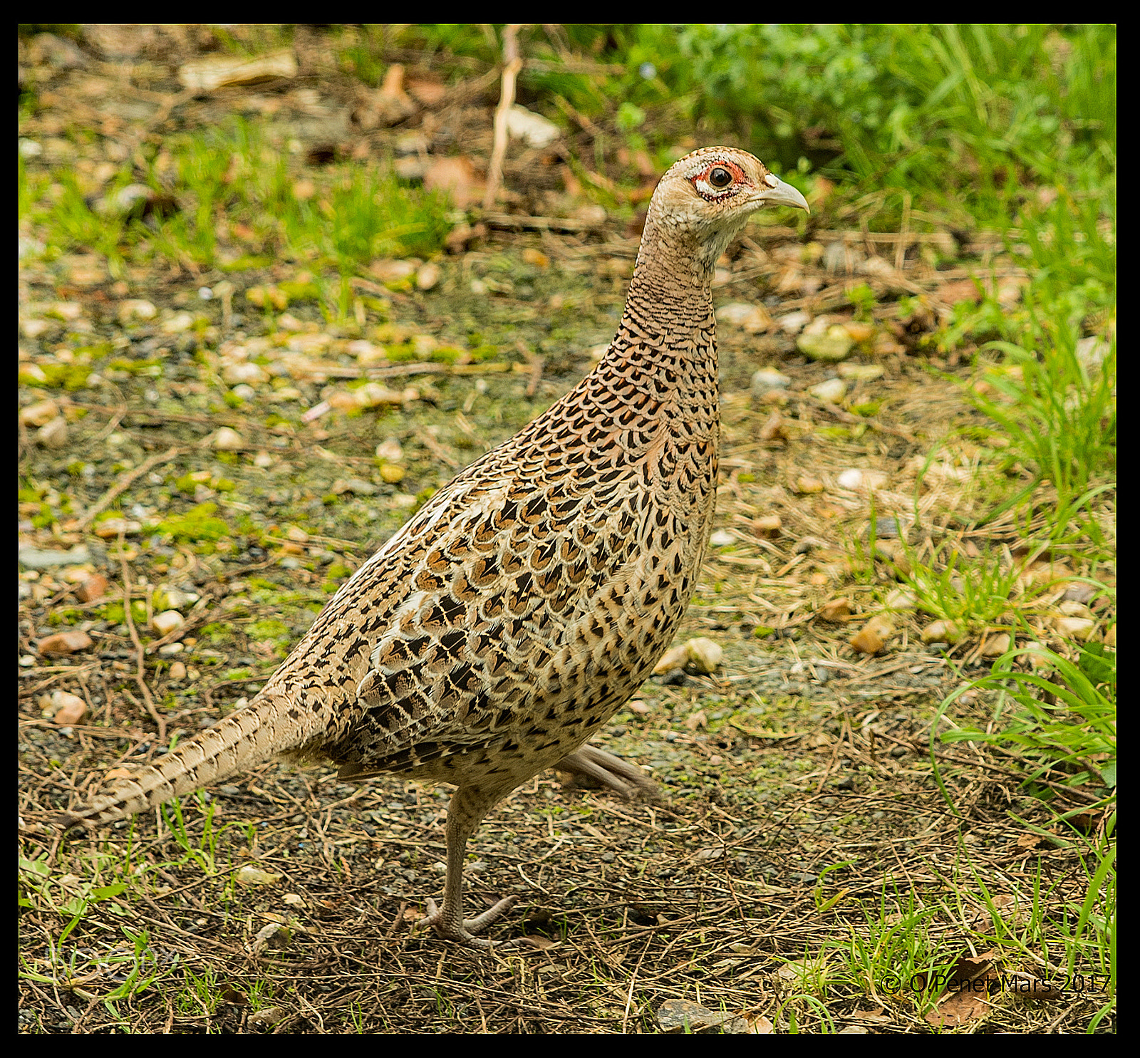 Sigma 24-70mm F2.8 EX DG HSM sample photo. Poule faisane photography