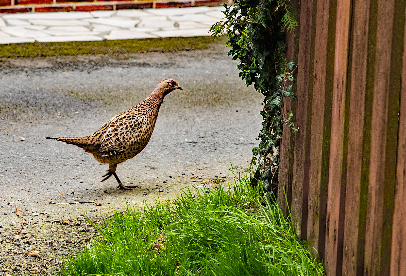 Sigma 24-70mm F2.8 EX DG HSM sample photo. Poule faisane photography