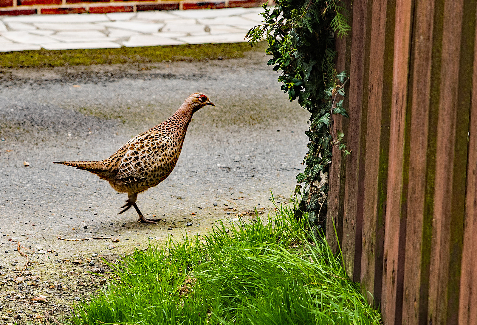 Nikon D750 + Sigma 24-70mm F2.8 EX DG HSM sample photo. Poule faisane photography