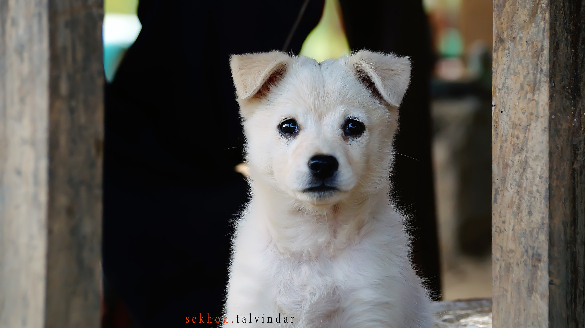 Sony DT 55-300mm F4.5-5.6 SAM sample photo. Please, click a picture of me. photography