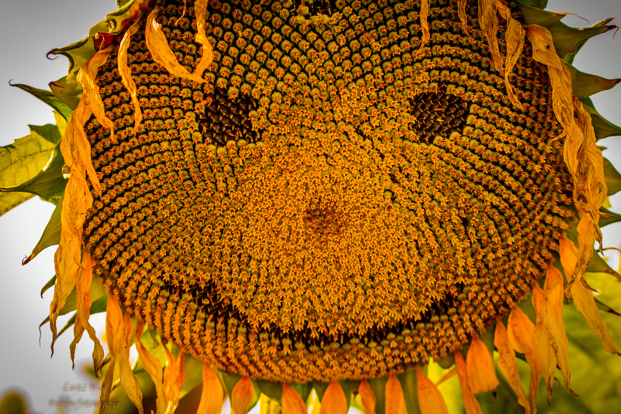 90mm F2.8 Macro SSM sample photo. Smile - sunflower photography