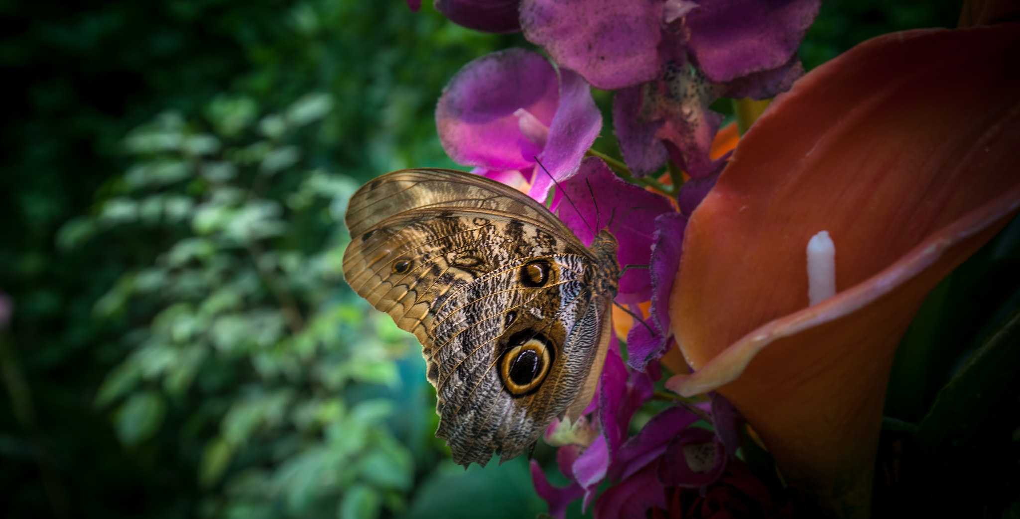 Canon EOS 5D + Canon EF 16-35mm F4L IS USM sample photo. Butterfly photography