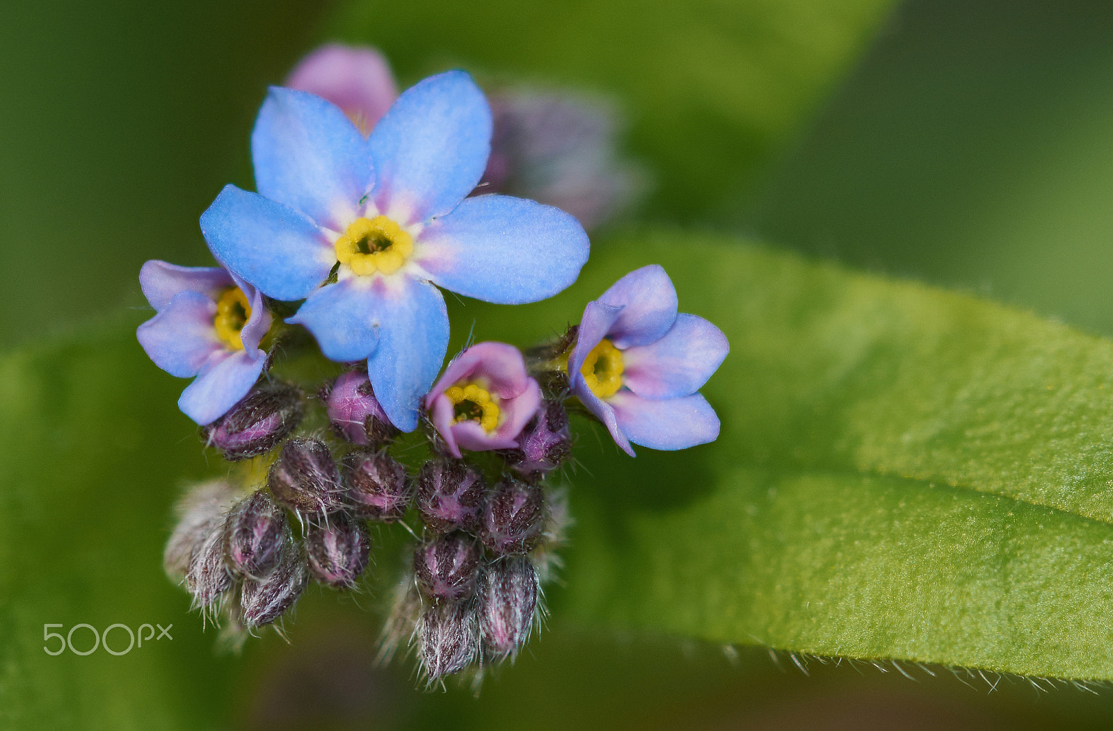Sigma 105mm F2.8 EX DG OS HSM sample photo. Forget me not photography
