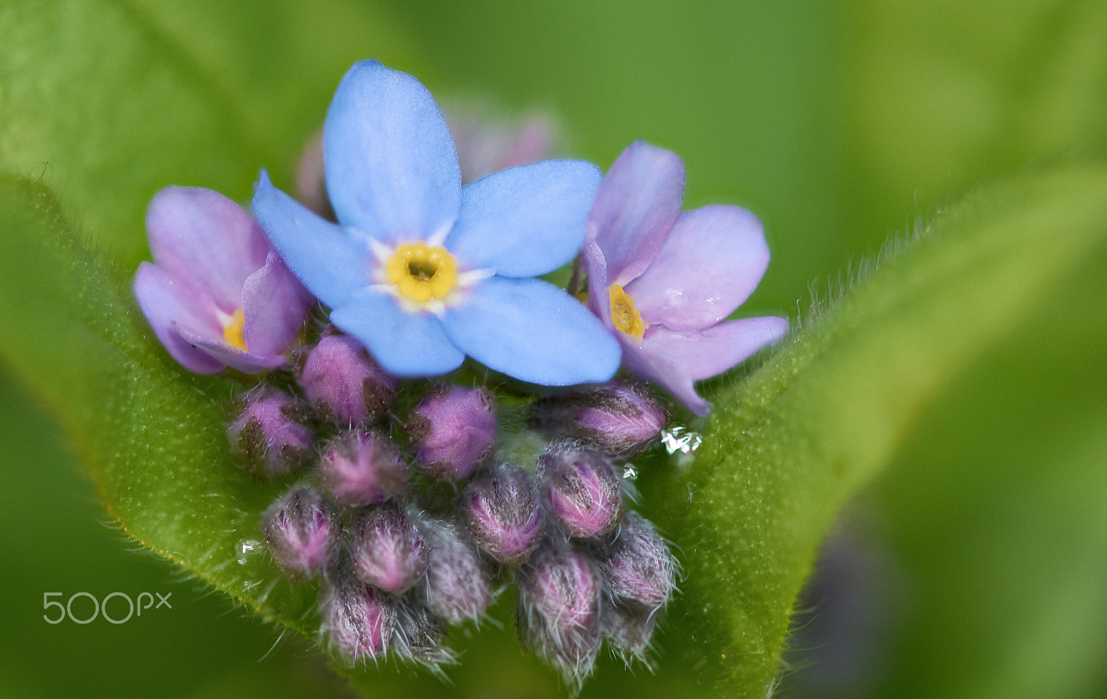 Nikon D7200 sample photo. Forget me not photography