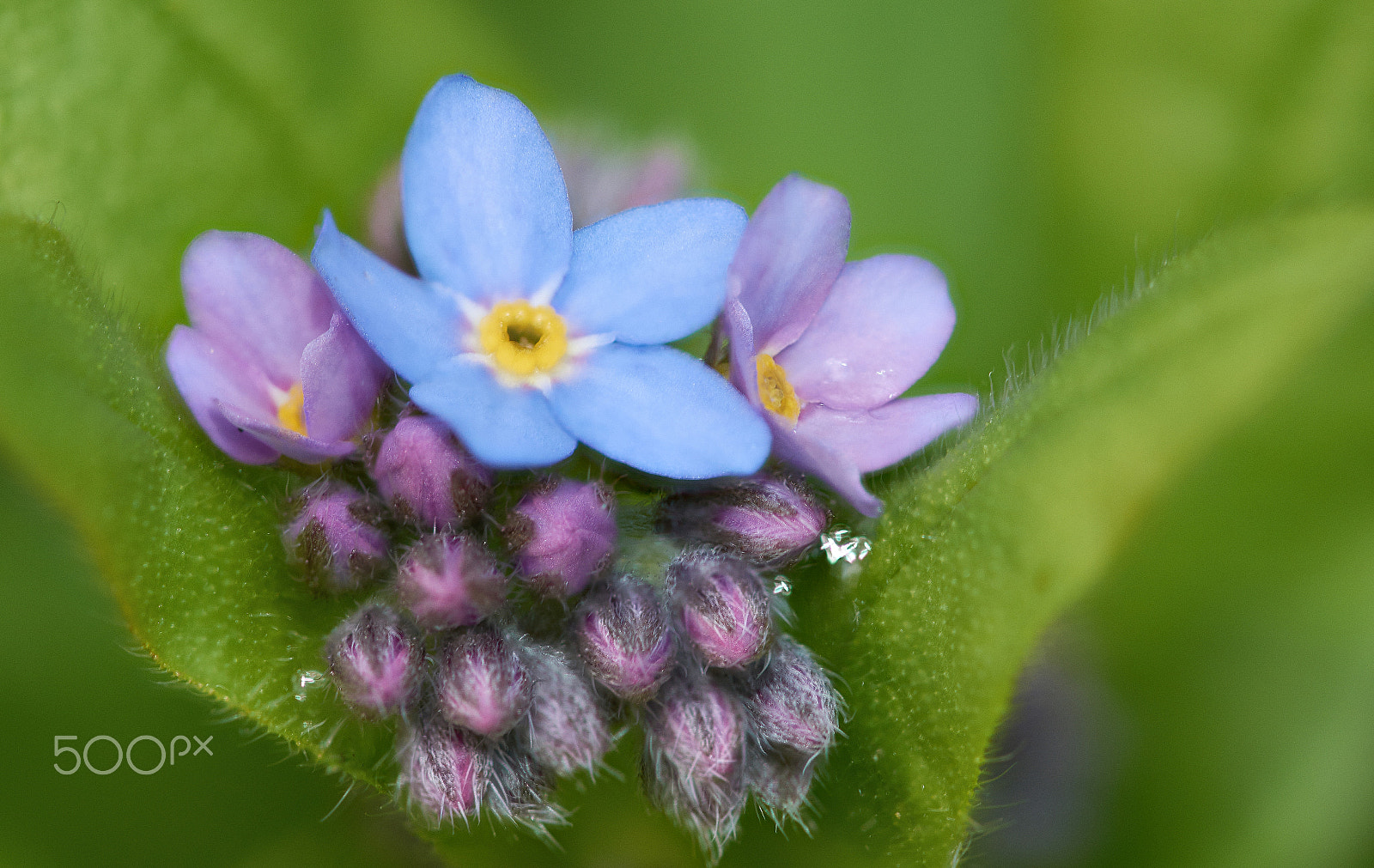 Sigma 105mm F2.8 EX DG OS HSM sample photo. Forget me not photography