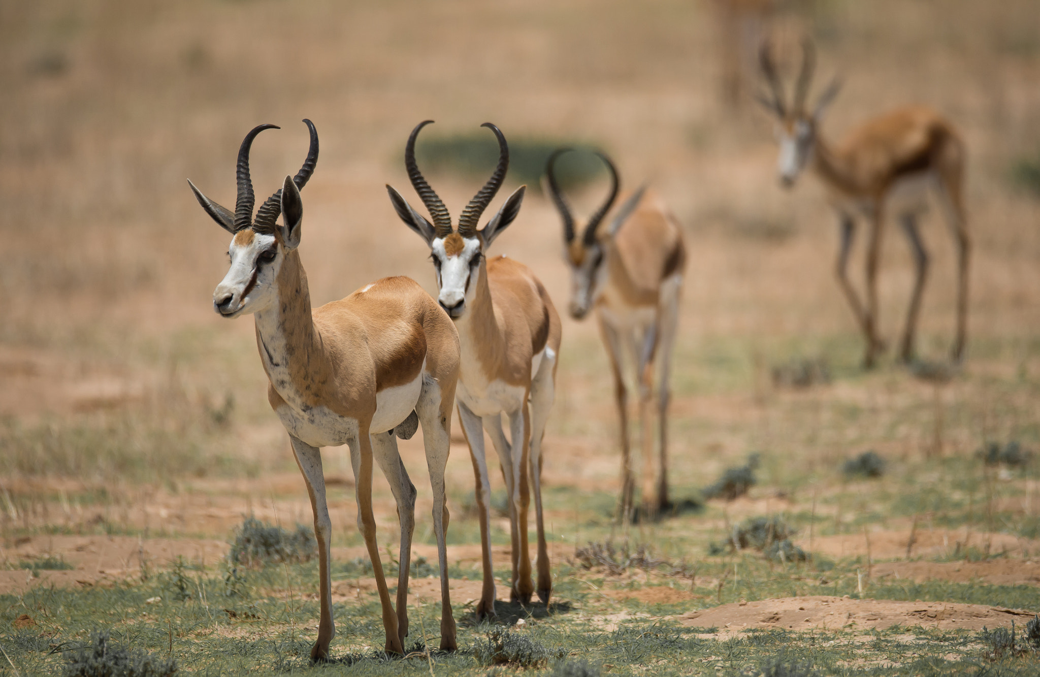 Nikon D4 + Nikon AF-S Nikkor 600mm F4G ED VR sample photo. Springbok single file (of ) photography