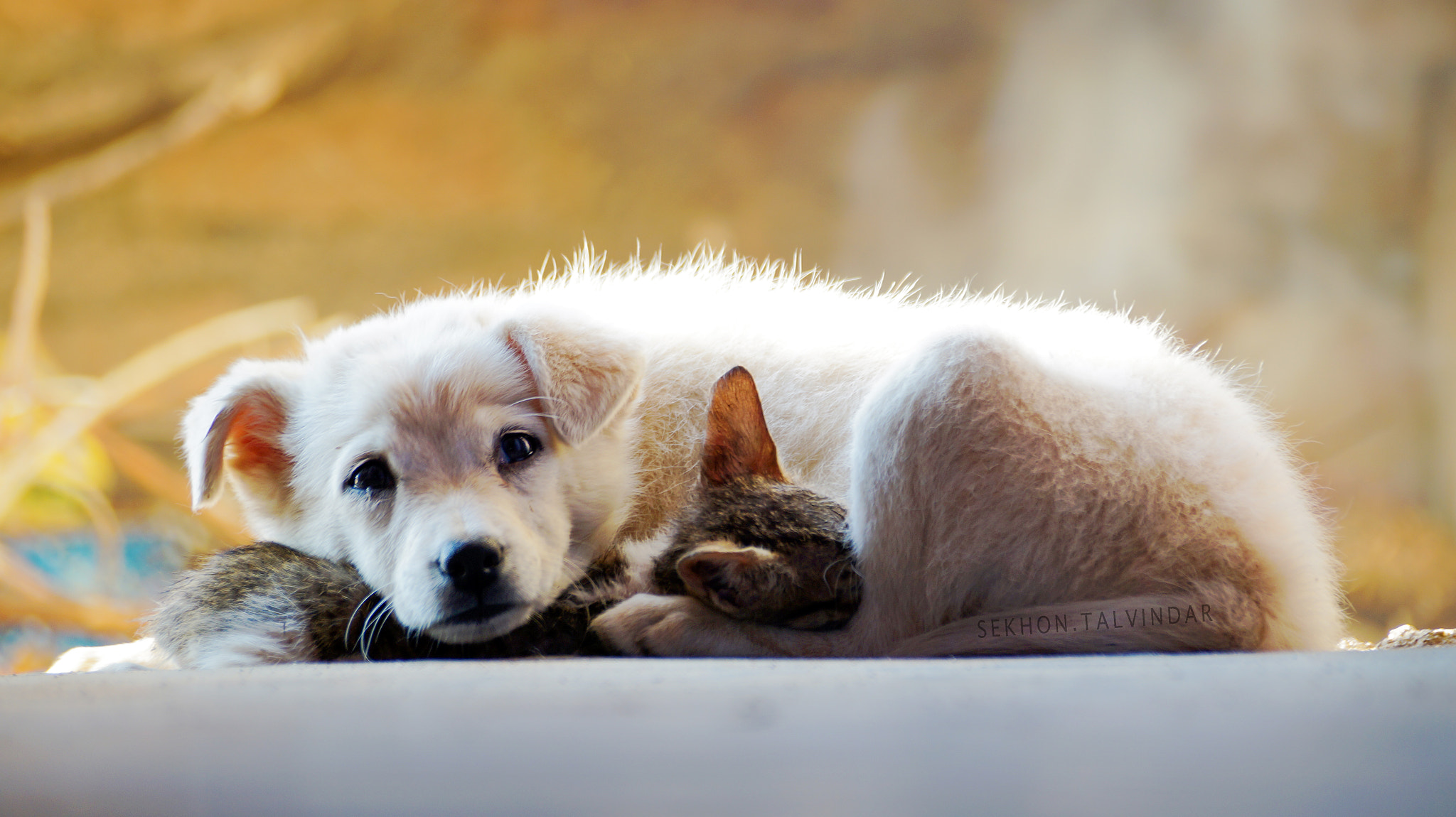 Sony DT 55-300mm F4.5-5.6 SAM sample photo. Animal love photography