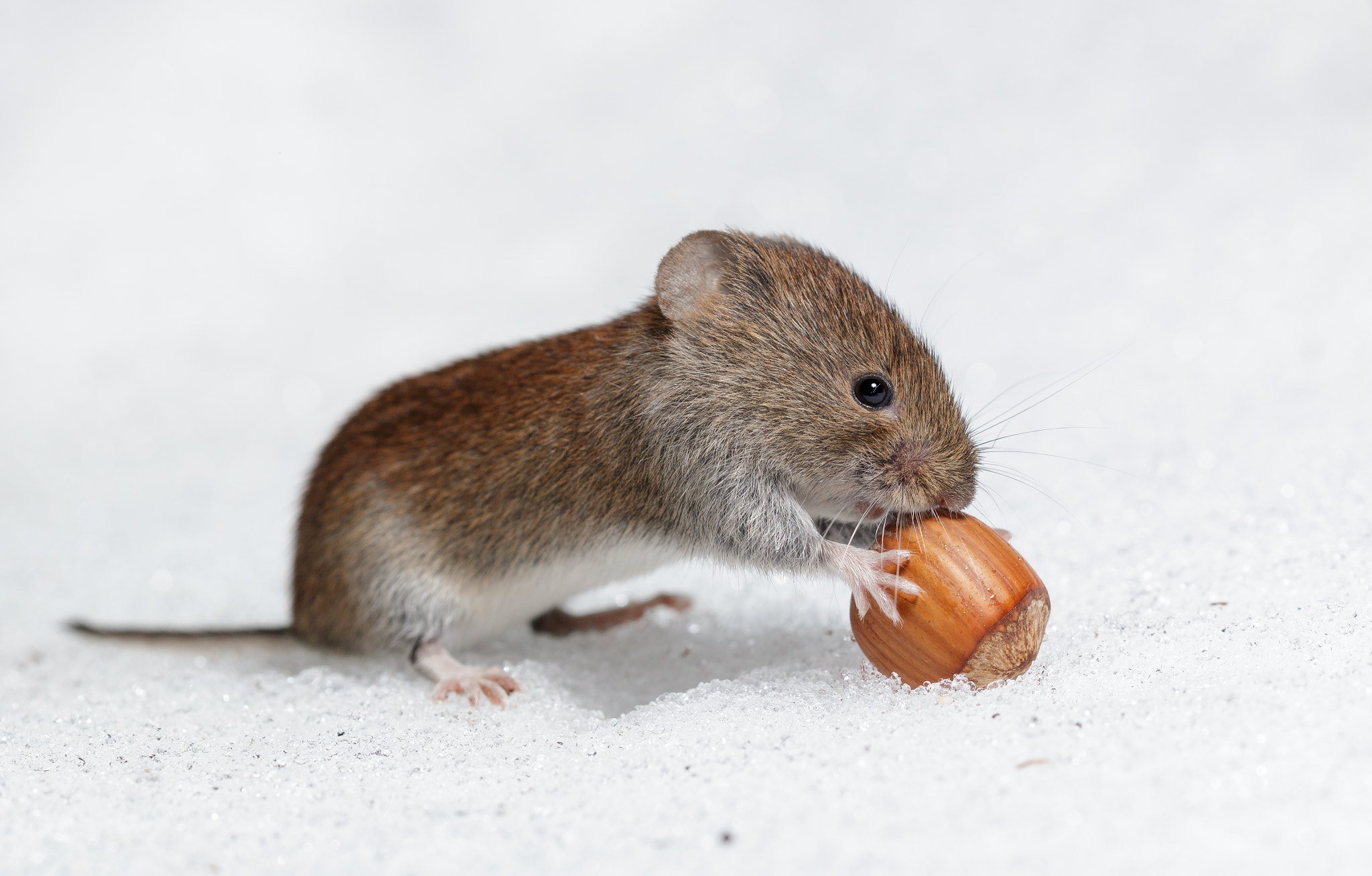 Sigma 150mm f/2.8 EX DG OS HSM APO Macro sample photo. Bank vole with hazelnut on icy snow photography