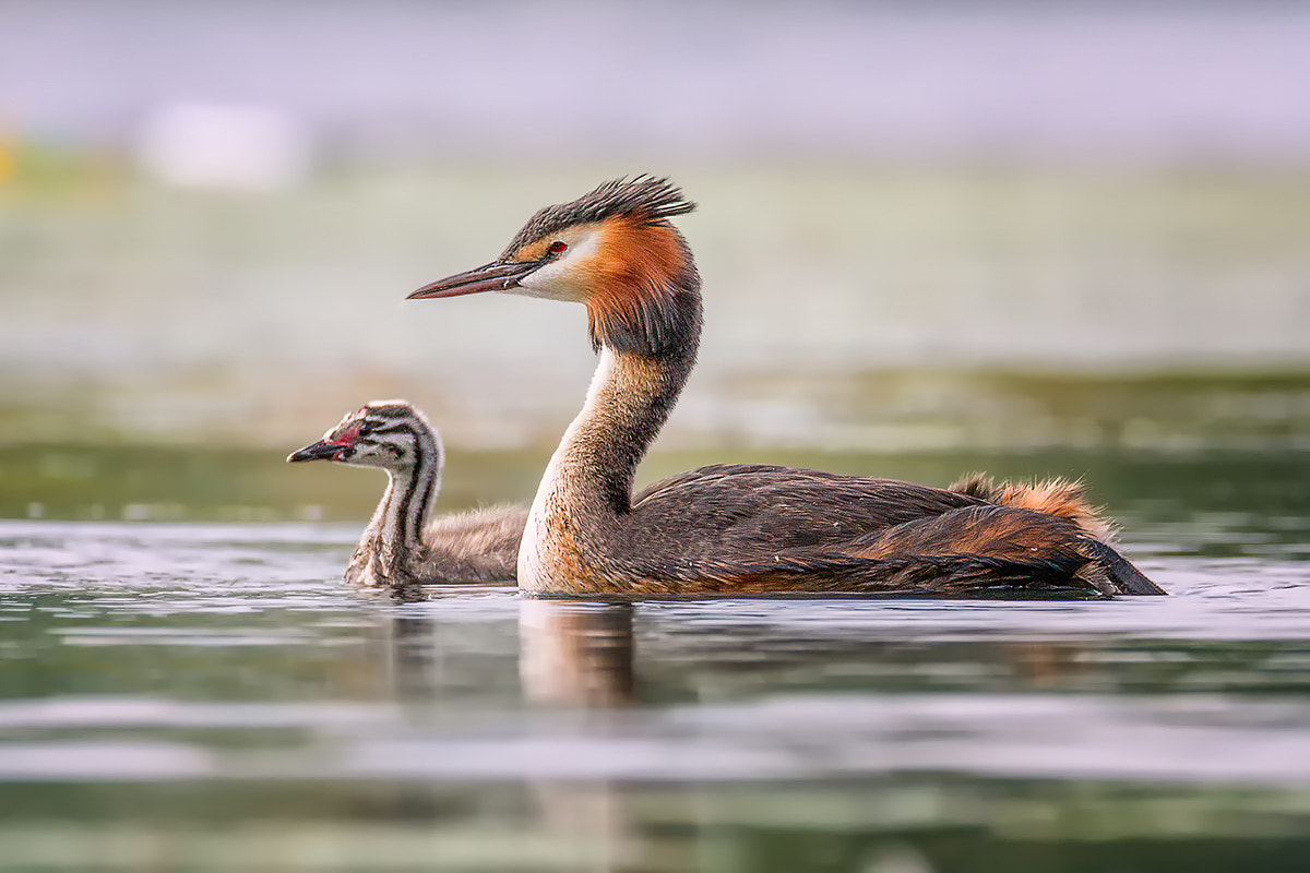 150-600mm F5-6.3 DG OS HSM | Contemporary 015 sample photo. Great crested grebe photography