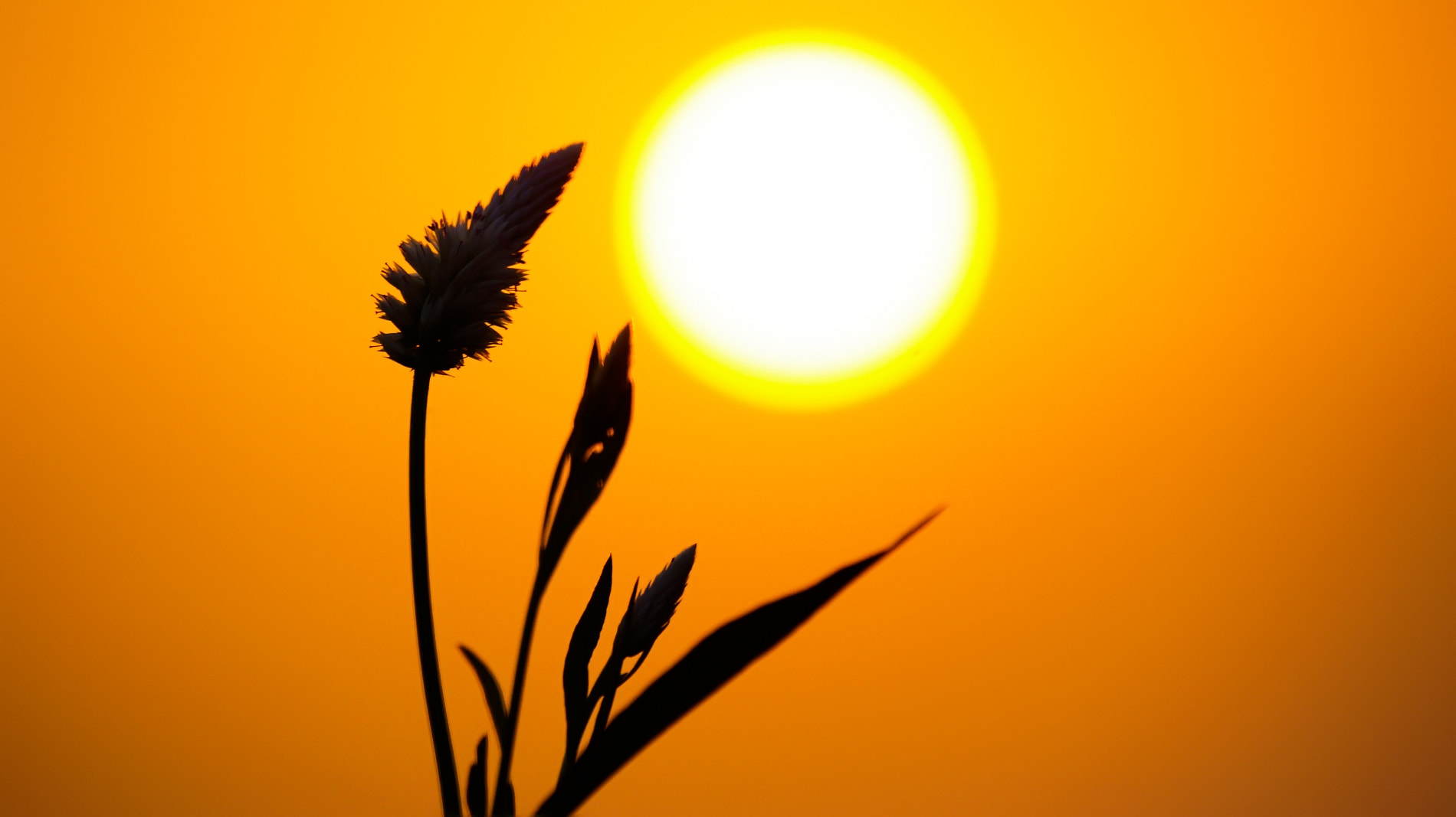 Sony DT 55-300mm F4.5-5.6 SAM sample photo. Sun and me photography
