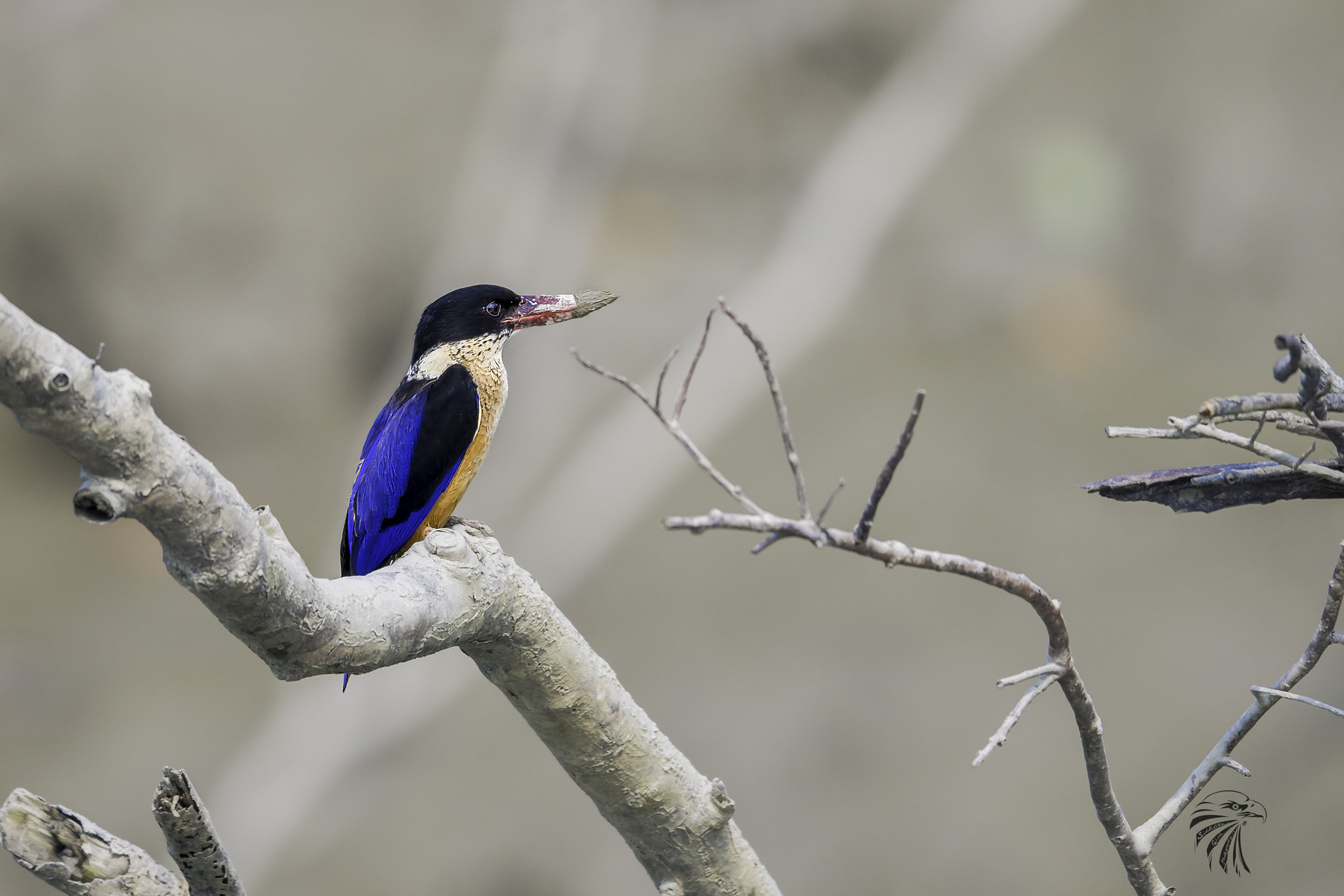 Nikon AF-S Nikkor 500mm F4E FL ED VR sample photo. Black capped kingfisher photography