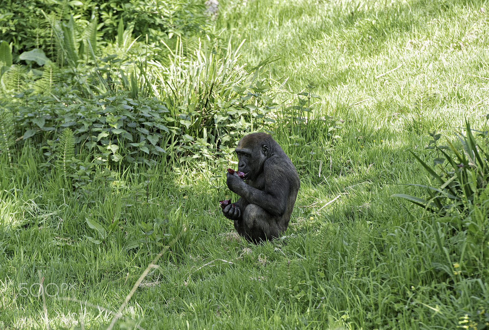 Nikon D5 sample photo. Gorilla series photography