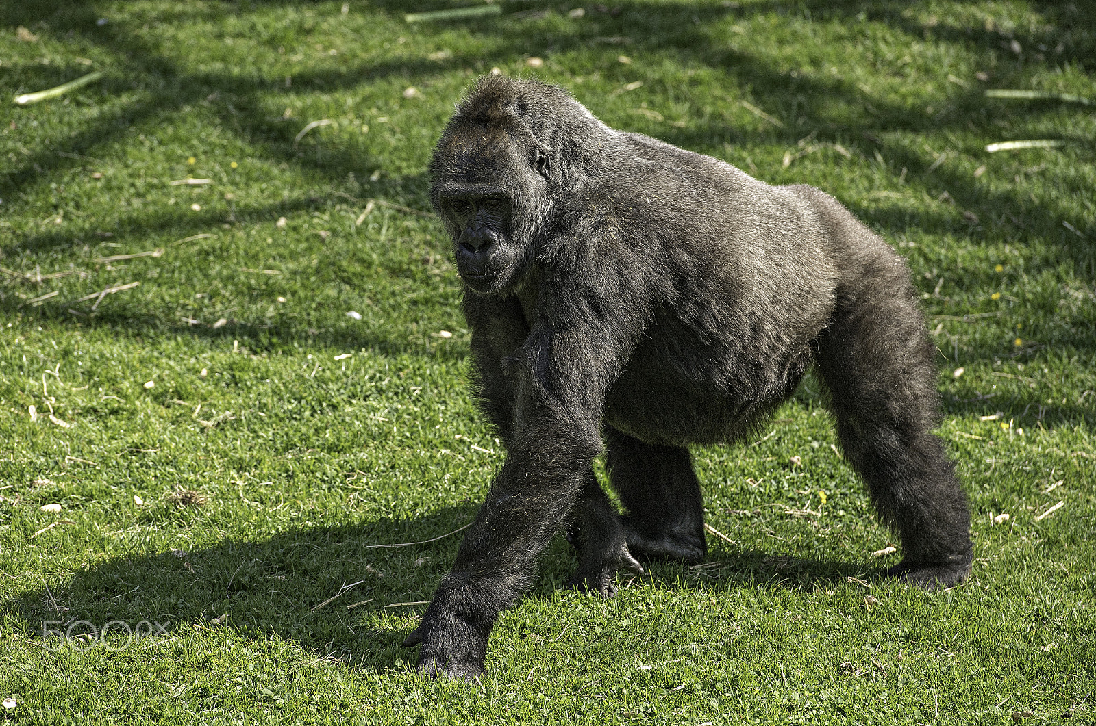 Nikon D5 + Nikon AF-S Nikkor 70-200mm F2.8G ED VR II sample photo. Gorilla series photography