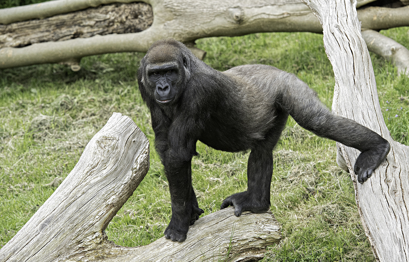 Nikon D5 + Nikon AF-S Nikkor 70-200mm F2.8G ED VR II sample photo. Gorilla series photography