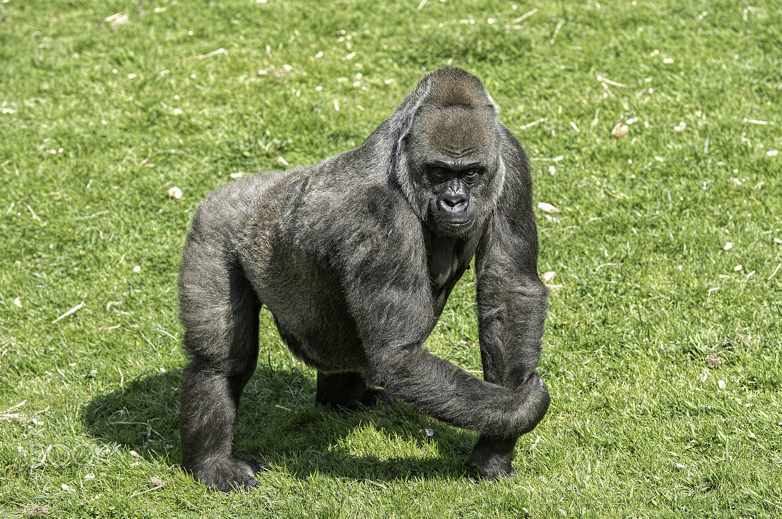 Nikon D5 + Nikon AF-S Nikkor 70-200mm F2.8G ED VR II sample photo. Gorilla series photography