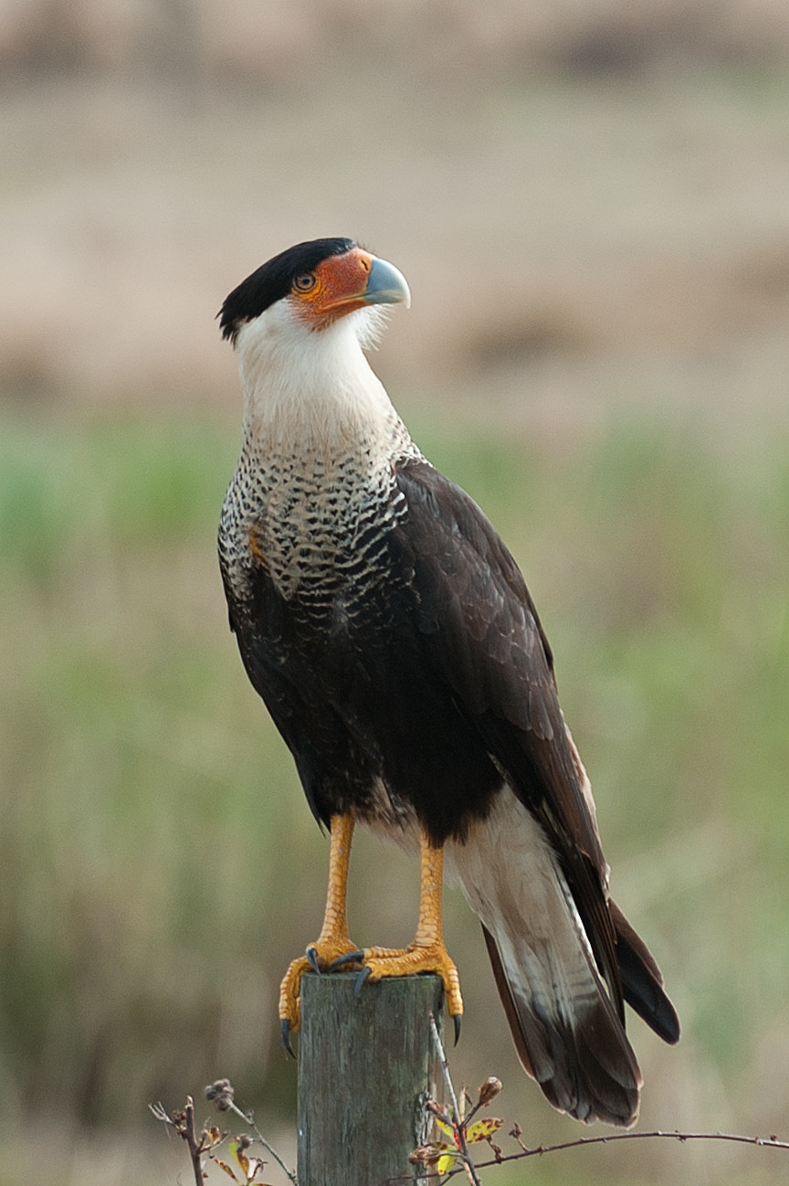 Nikon AF-S Nikkor 70-200mm F2.8G ED VR II sample photo. Crested caracara, ft. pierce,fl photography