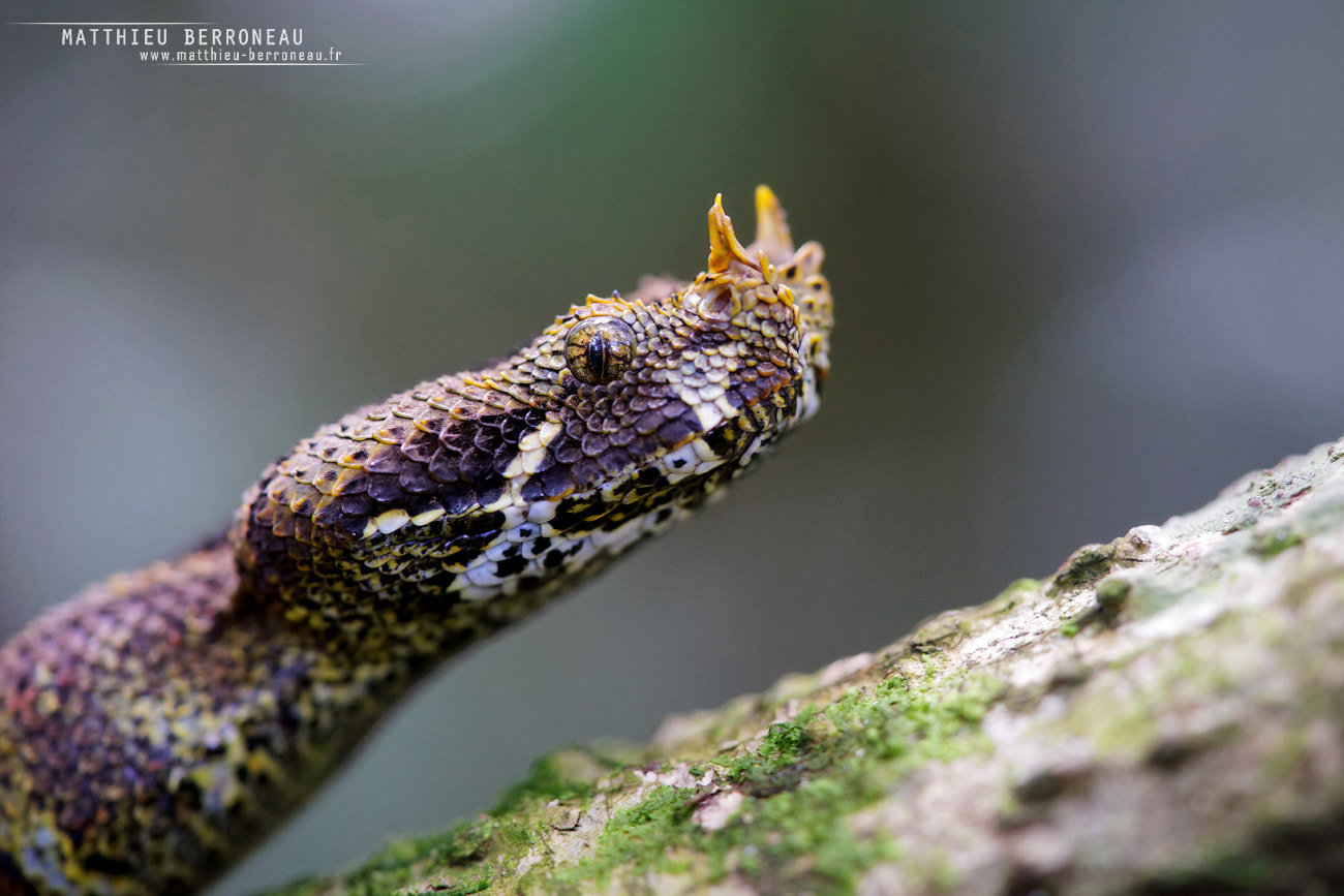 Sony a7 II + Sony FE 90mm F2.8 Macro G OSS sample photo. Rhinoceros viper photography