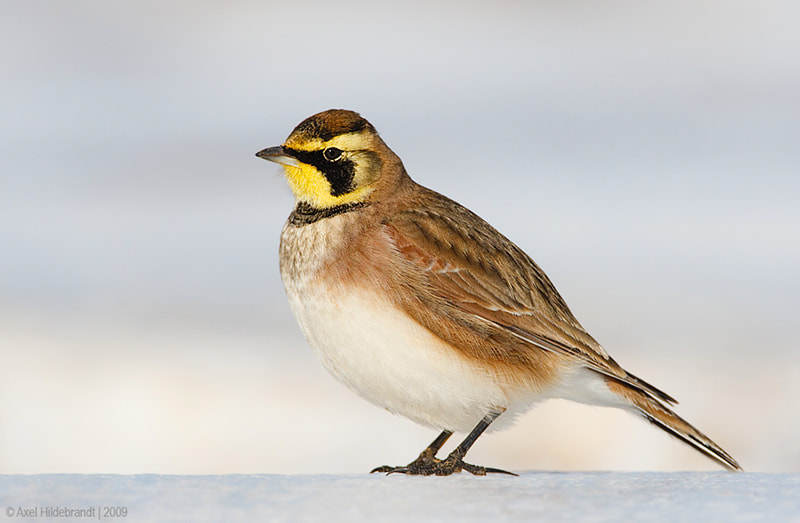 Canon EOS-1D Mark III + Canon EF 500mm F4L IS USM sample photo. Horned lark on ice photography