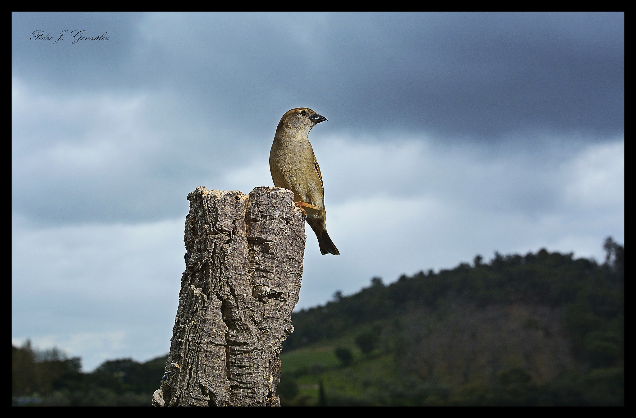 Nikon D7100 + Nikon AF Nikkor 180mm F2.8D ED-IF sample photo. El vigilante photography