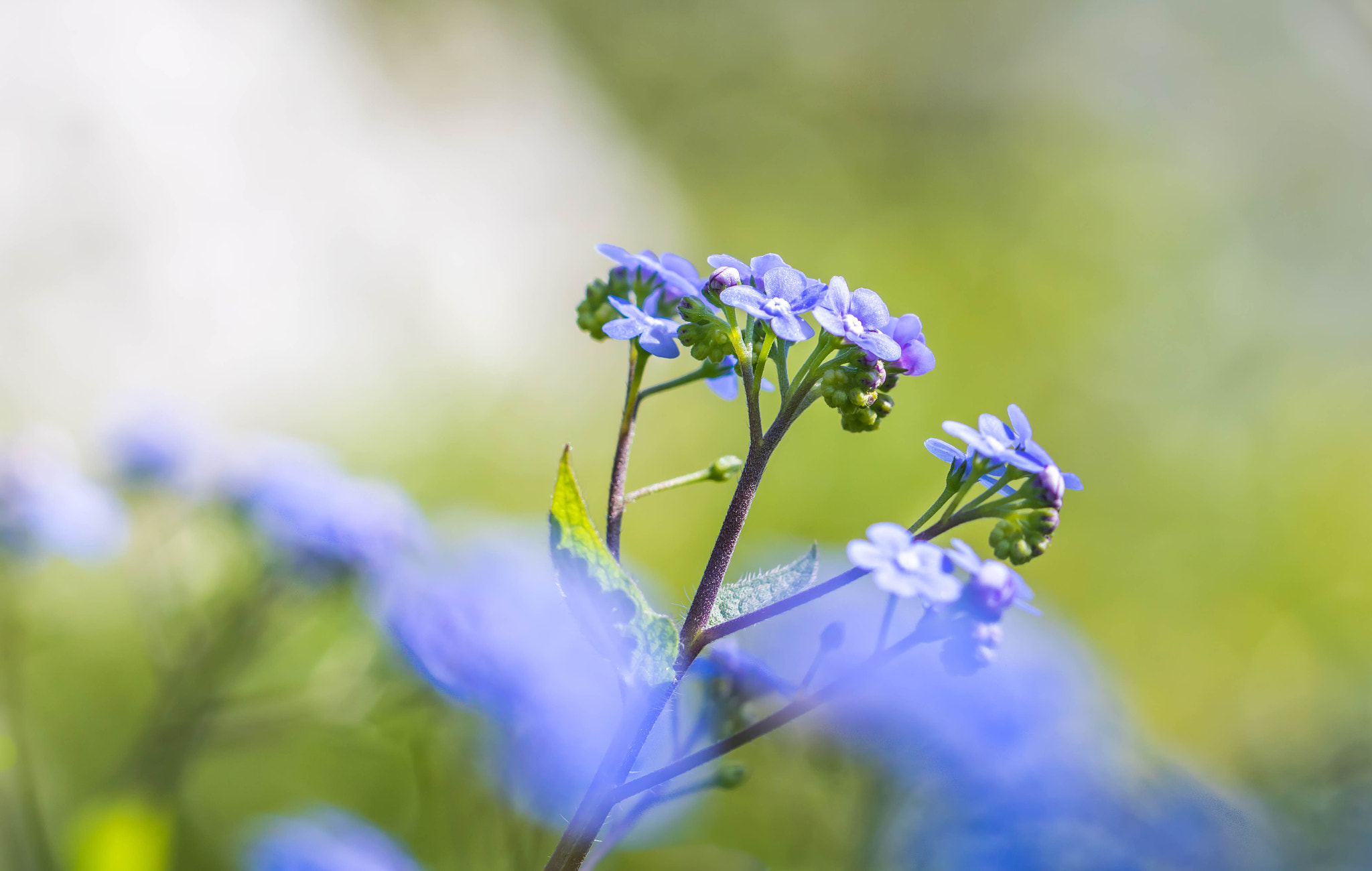 Canon EOS 760D (EOS Rebel T6s / EOS 8000D) + Canon EF 100mm F2.8L Macro IS USM sample photo. Peaceful spring photography