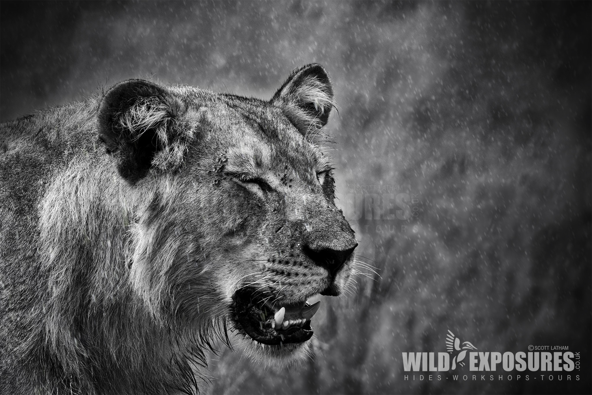 Canon EOS 7D Mark II sample photo. Young male lion in rainstorm photography