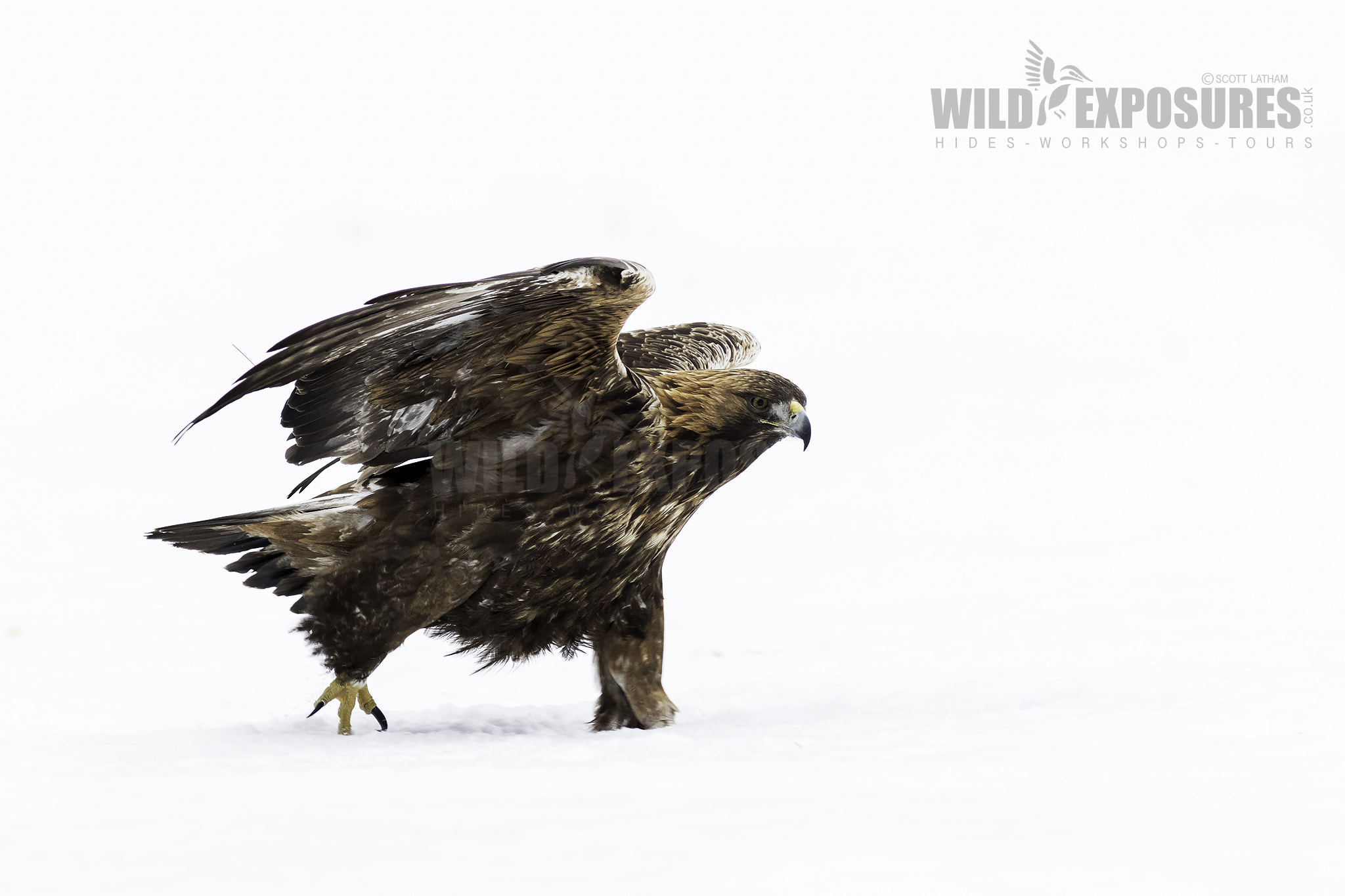 Canon EOS 7D Mark II + Canon EF 400mm F5.6L USM sample photo. Golden eagle in snow photography