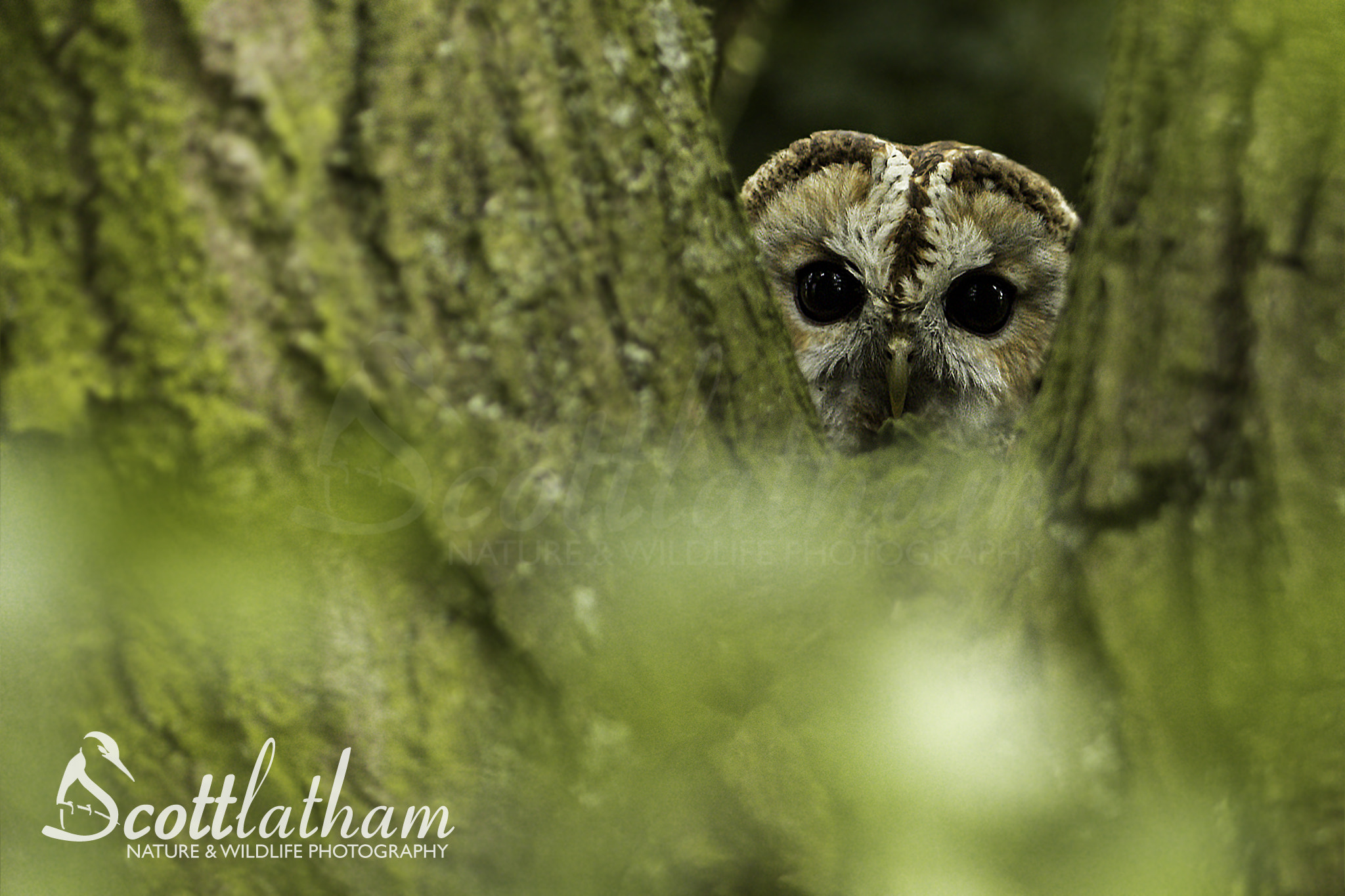 Canon EF 28-80mm f/2.8-4L sample photo. Tawny owl photography