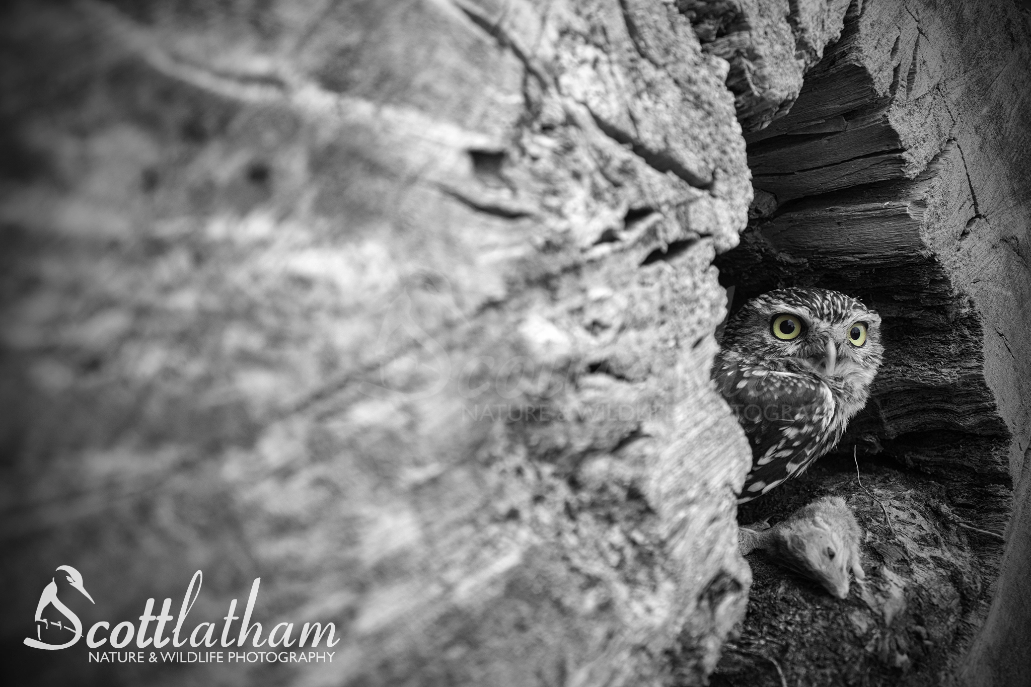 Canon EF-S 18-55mm F3.5-5.6 III sample photo. Little owl and lunch photography