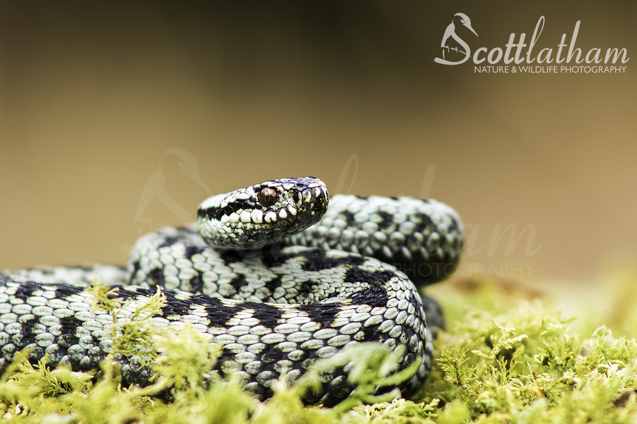 Canon EOS 7D Mark II + EF75-300mm f/4-5.6 sample photo. Adder (male) photography