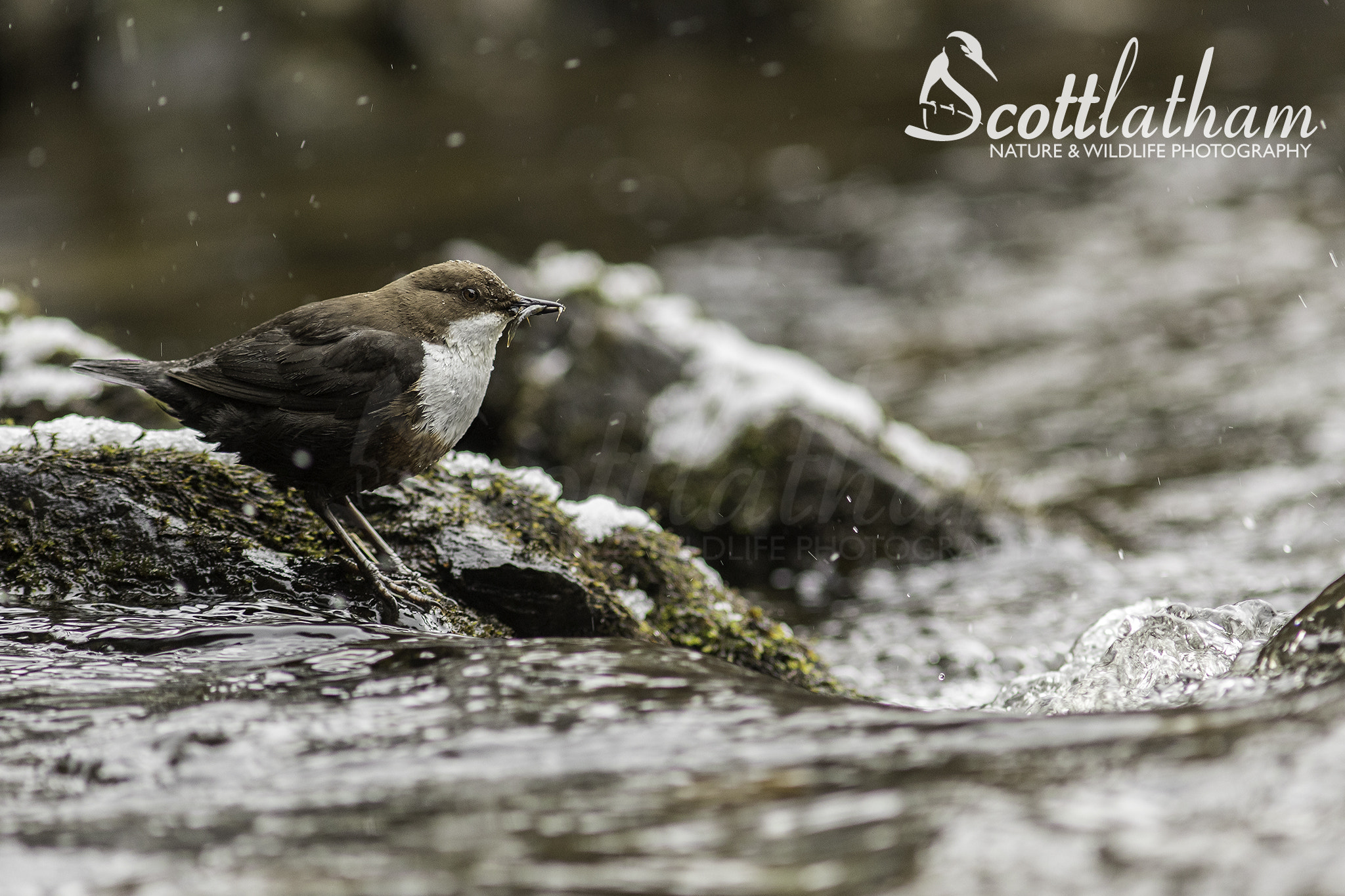 Canon EF 300mm F4L IS USM sample photo. Dipper in snow photography