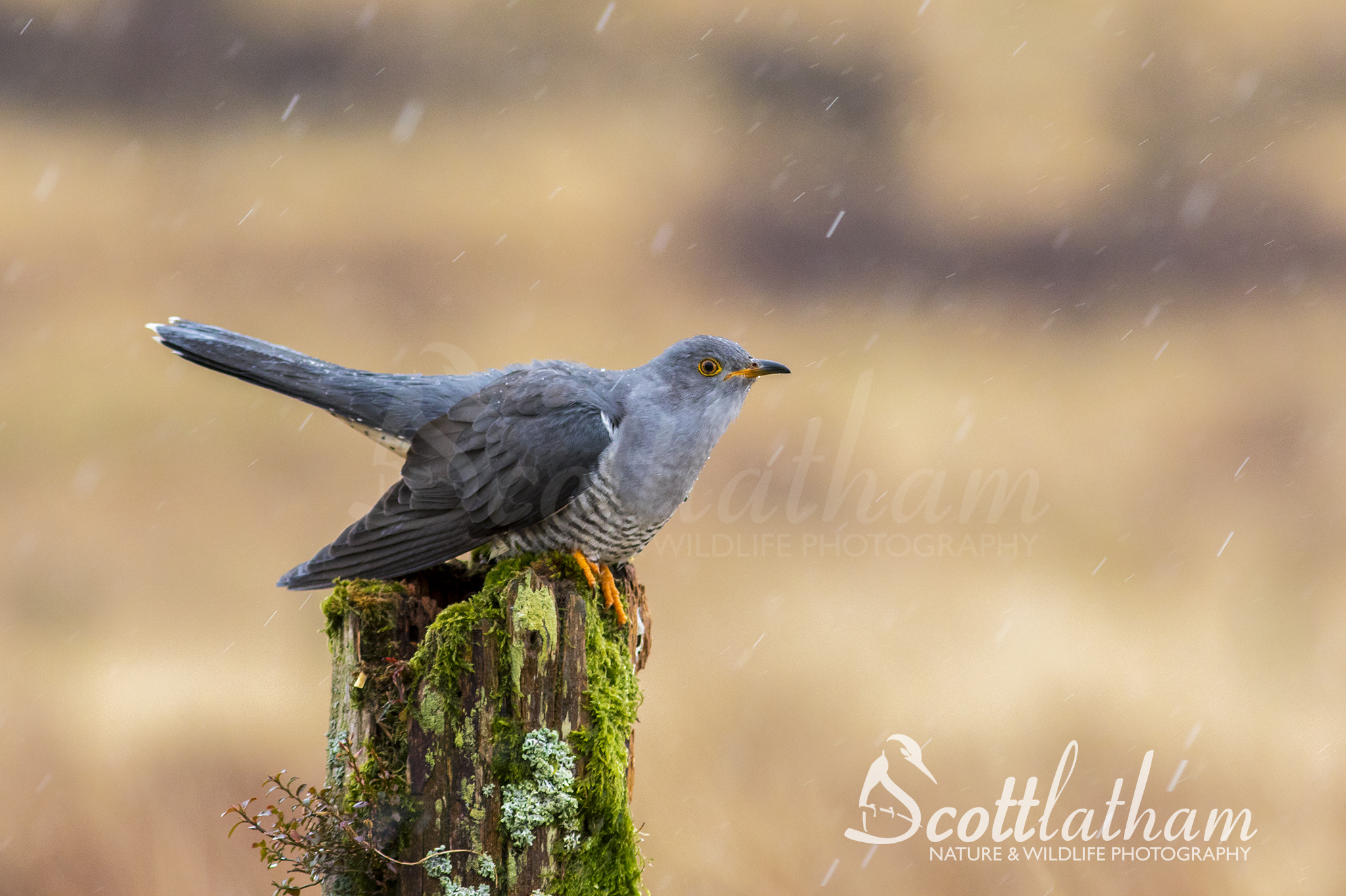 Canon EF 300mm F4L IS USM sample photo. Cuckoo in snow photography