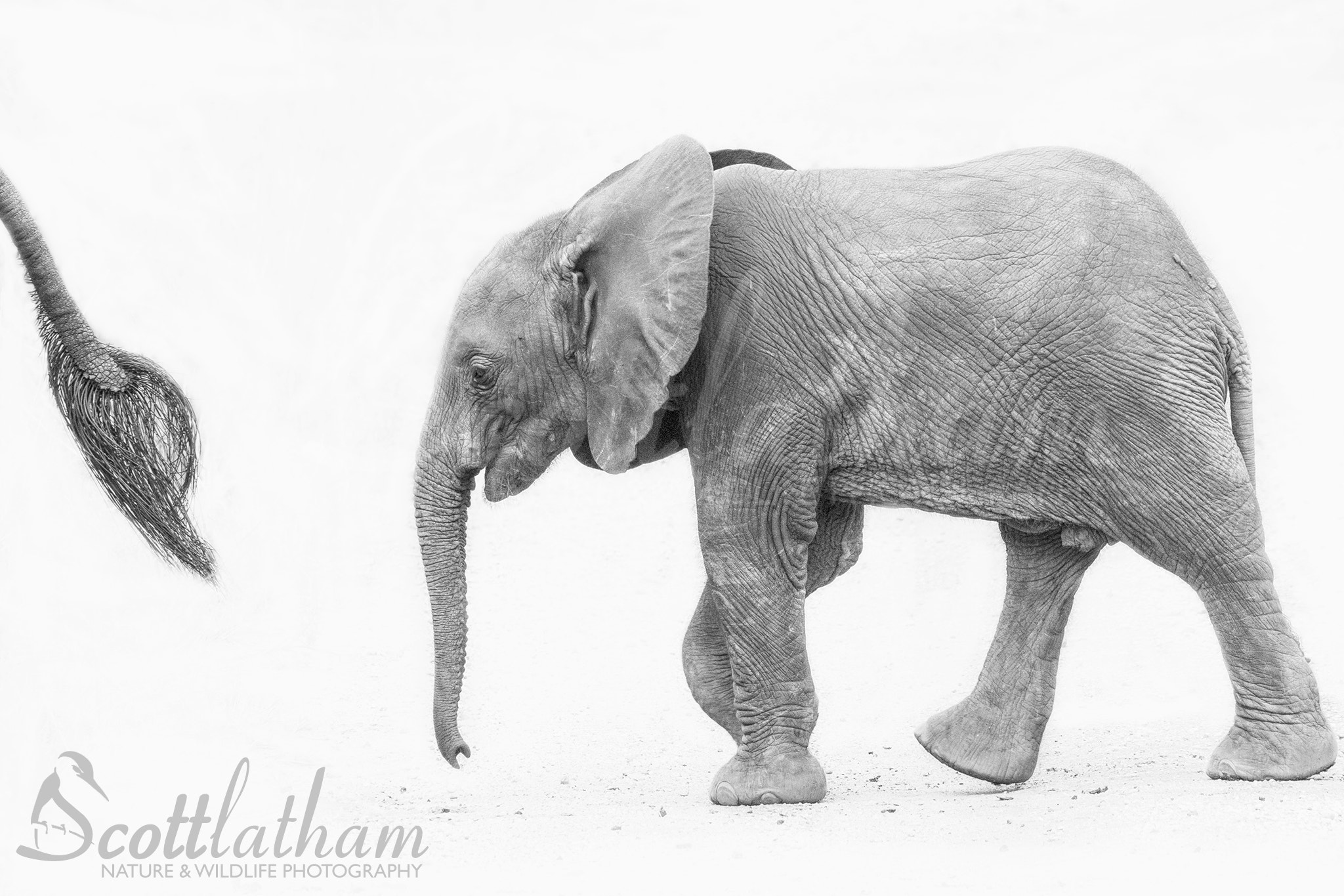 Sigma 150-500mm F5-6.3 DG OS HSM sample photo. Baby elephant following mum photography