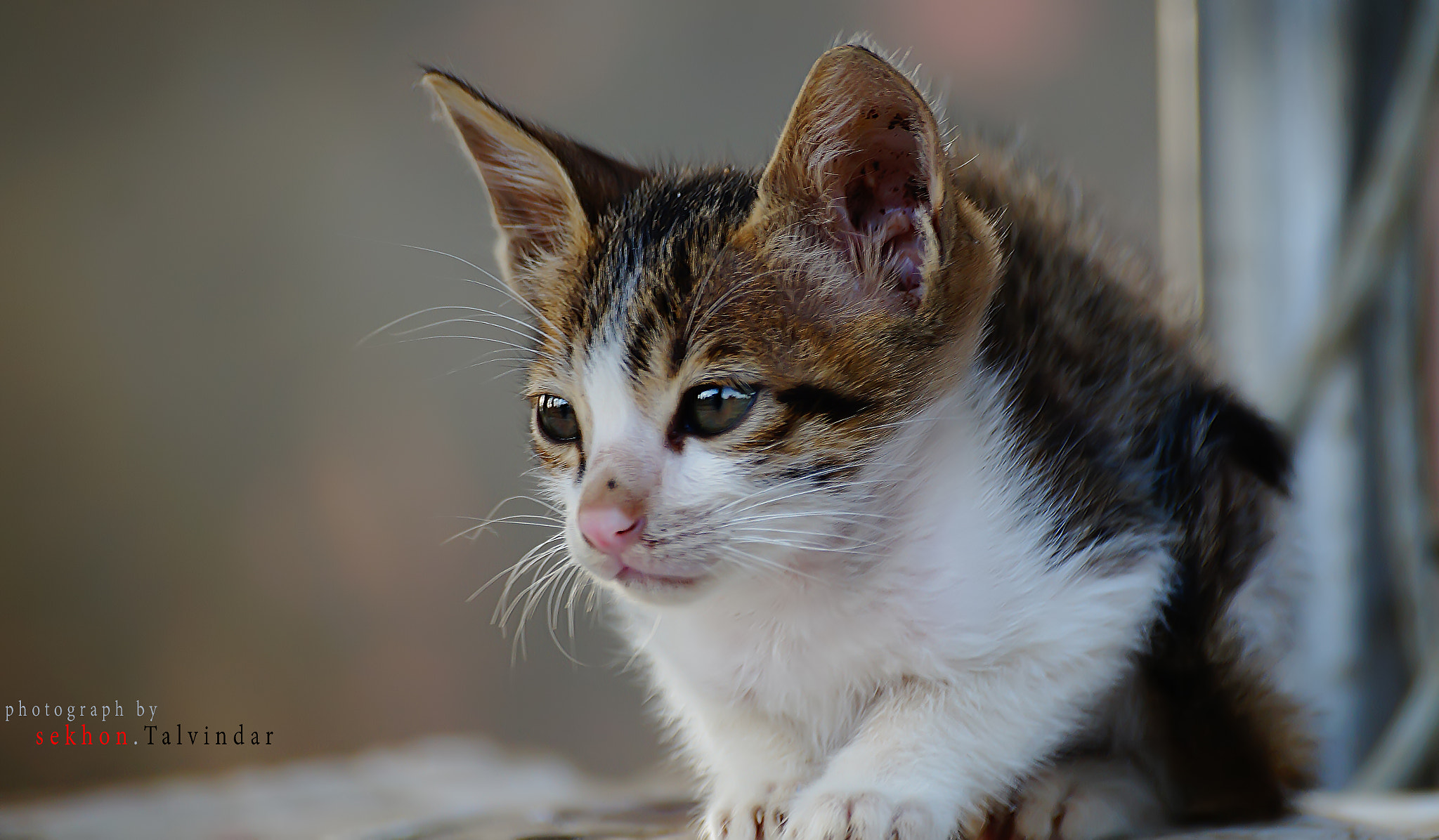 Sony DT 55-300mm F4.5-5.6 SAM sample photo. Concentration photography