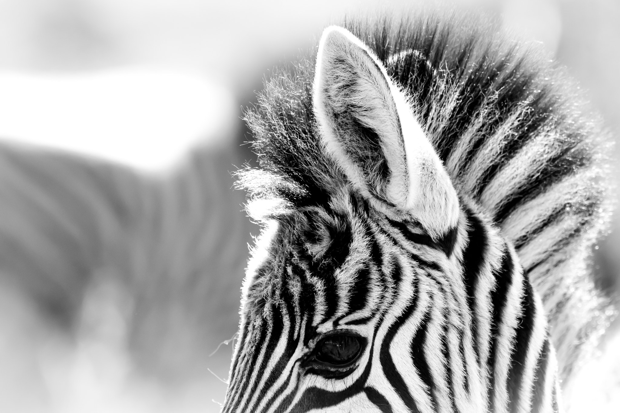 Canon EOS 7D Mark II sample photo. Baby zebra photography