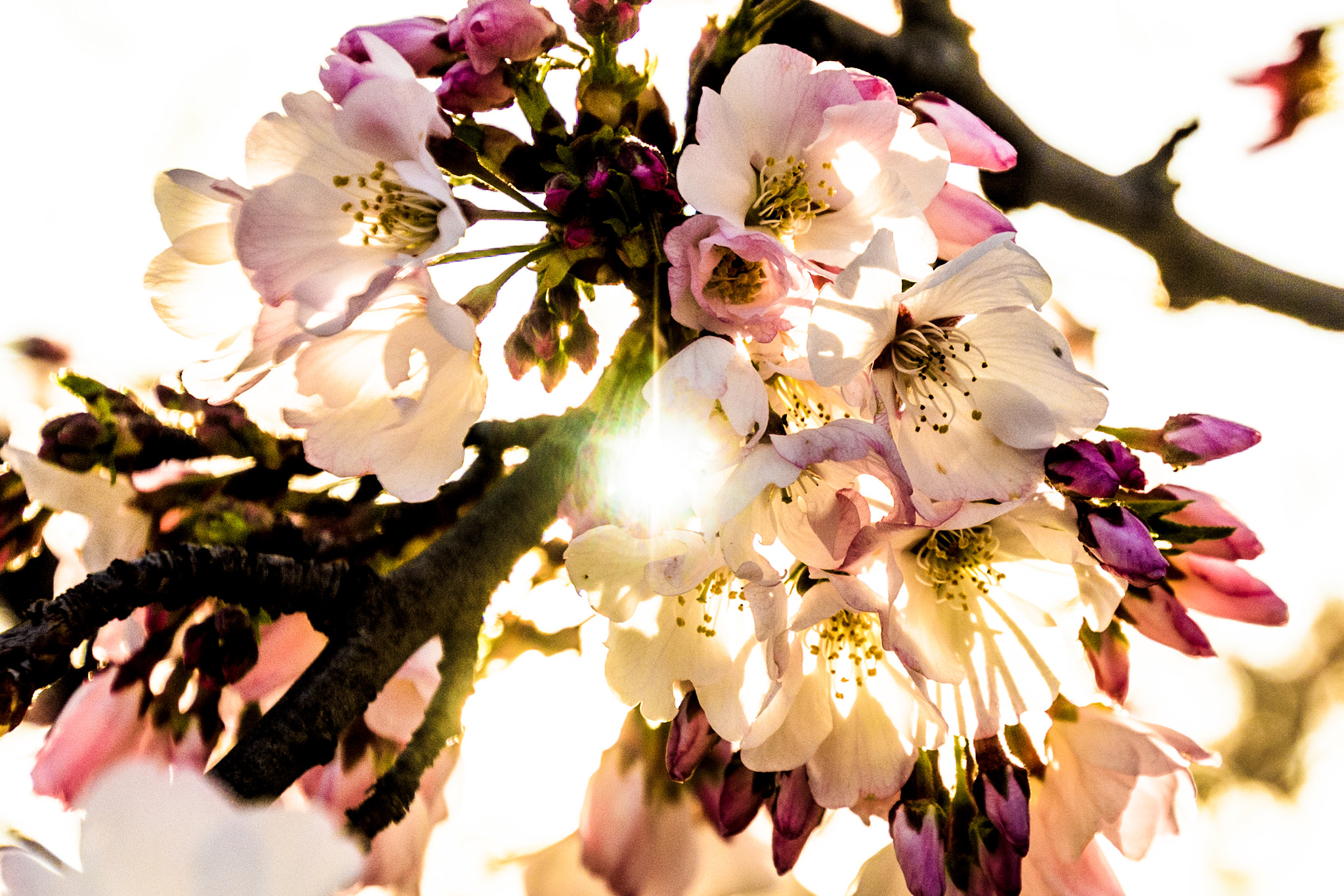 Nikon D810 + Tamron 16-300mm F3.5-6.3 Di II VC PZD Macro sample photo. Cherry blossoms in napa, ca photography