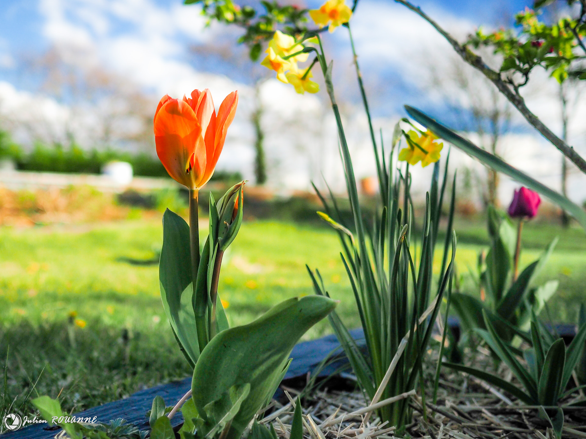 Olympus OM-D E-M5 II sample photo. Spring flower in the garden photography