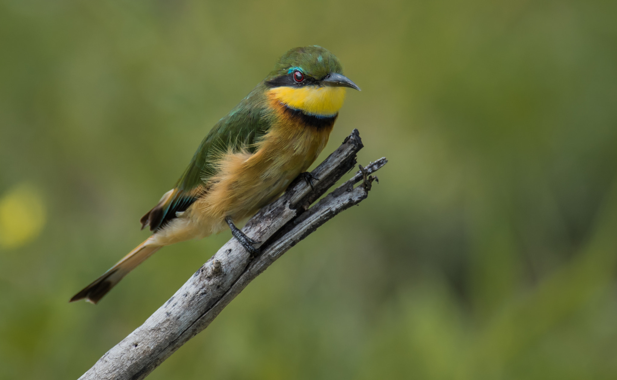 Nikon D810 sample photo. Little bee eater photography