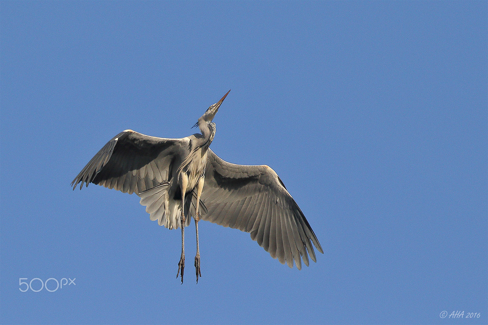 150-600mm F5-6.3 DG OS HSM | Sports 014 sample photo. Grey heron photography