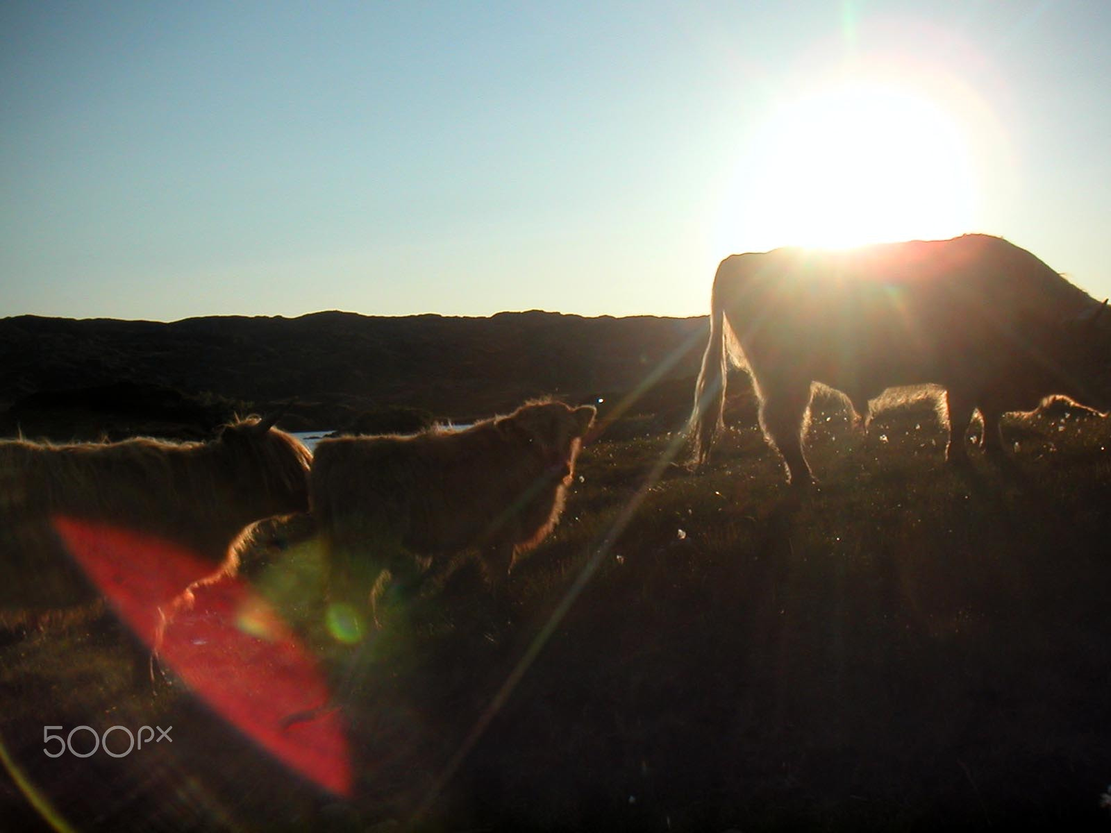 KONICA MINOLTA DiMAGE X sample photo. Gile buidhe and dorothy with calf photography