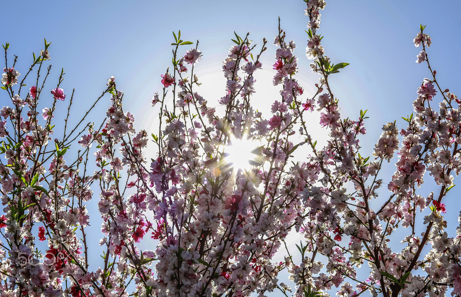 Canon EF 100-400mm F4.5-5.6L IS USM sample photo. Sunburst cherry blossoms photography