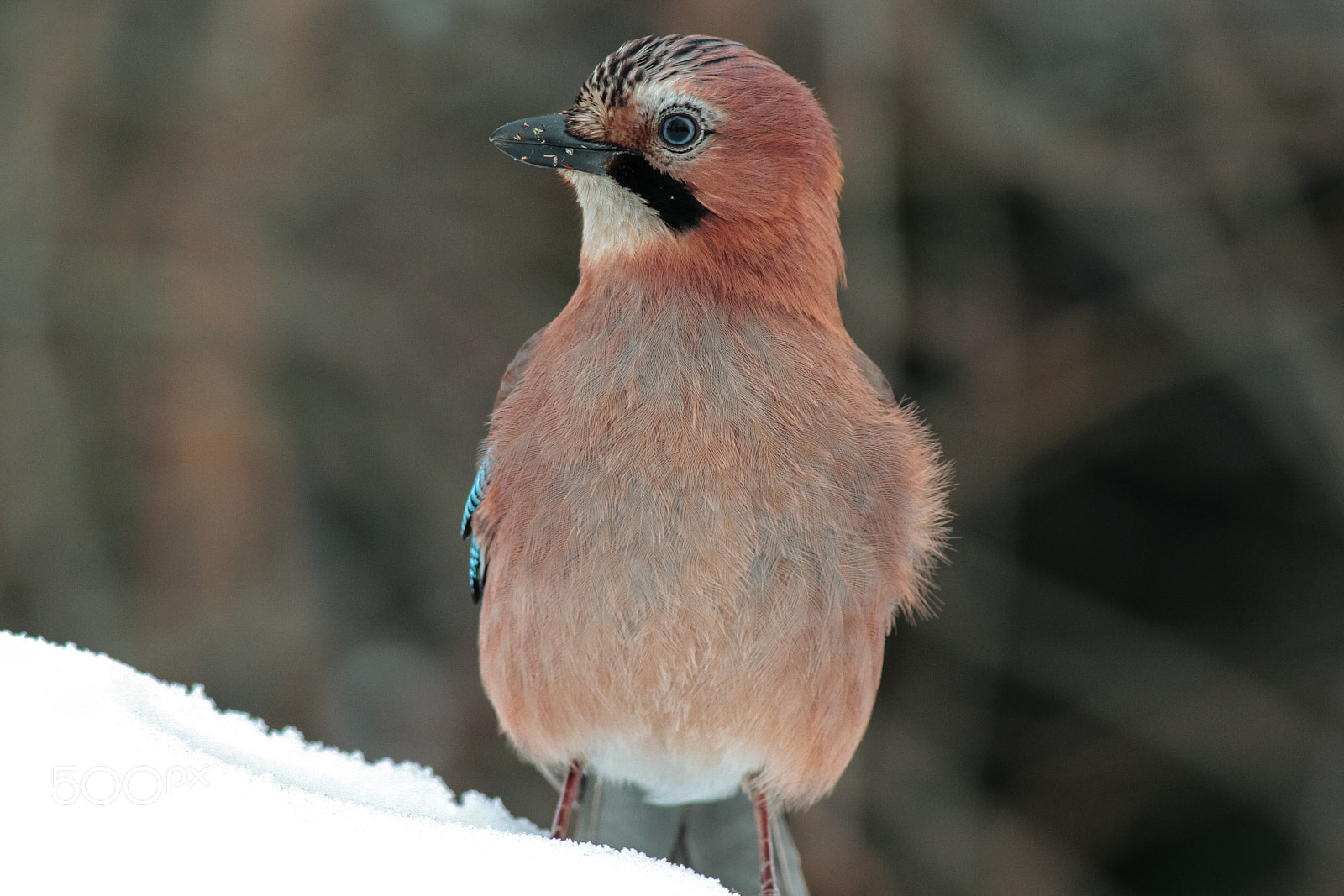 Canon EOS 7D + Canon EF 400mm F5.6L USM sample photo. Eurasian jay photography