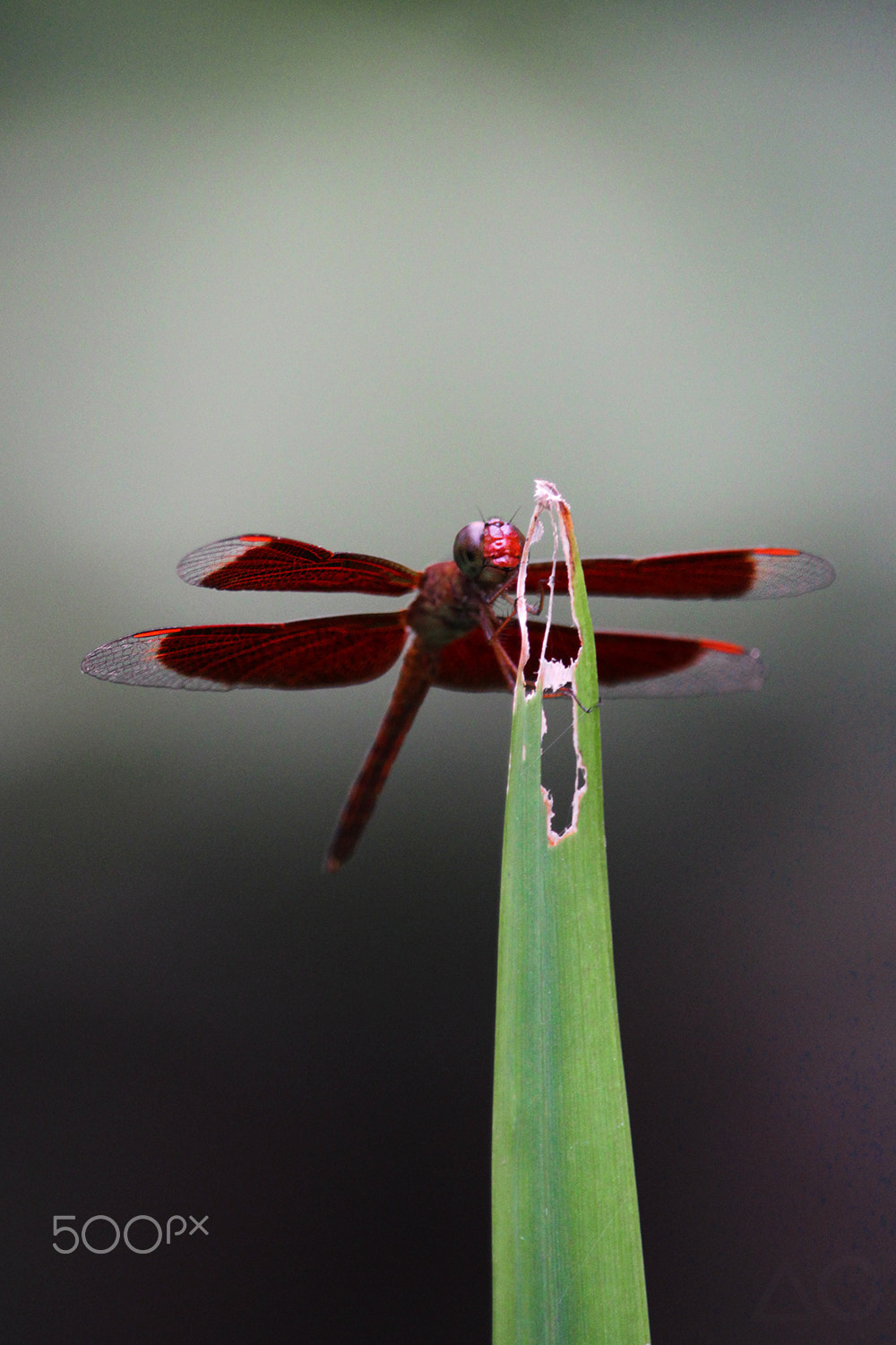 Canon EF-S 55-250mm F4-5.6 IS STM sample photo. Red-winged dragonfly photography