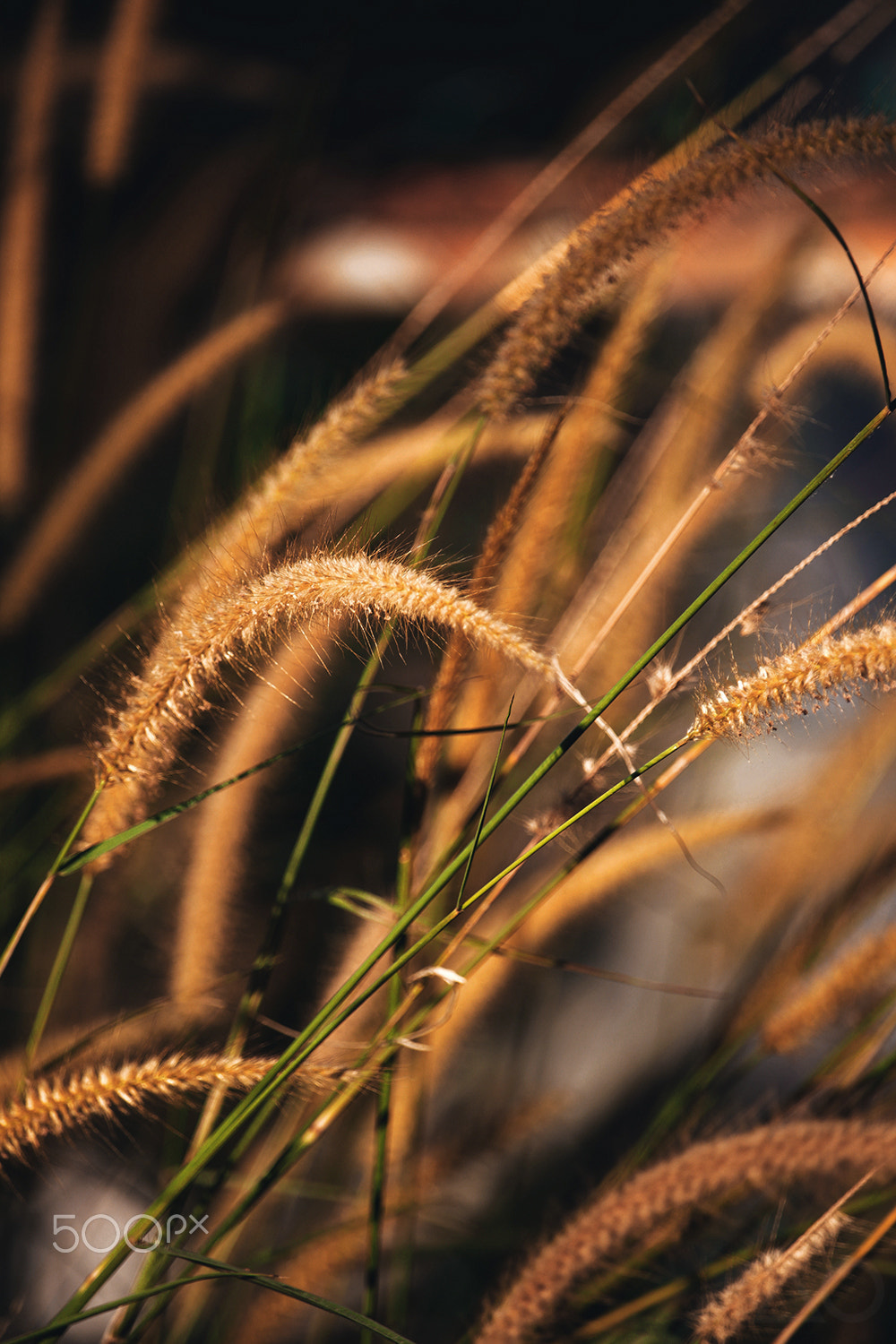 Canon EF-S 55-250mm F4-5.6 IS STM sample photo. Warm photography