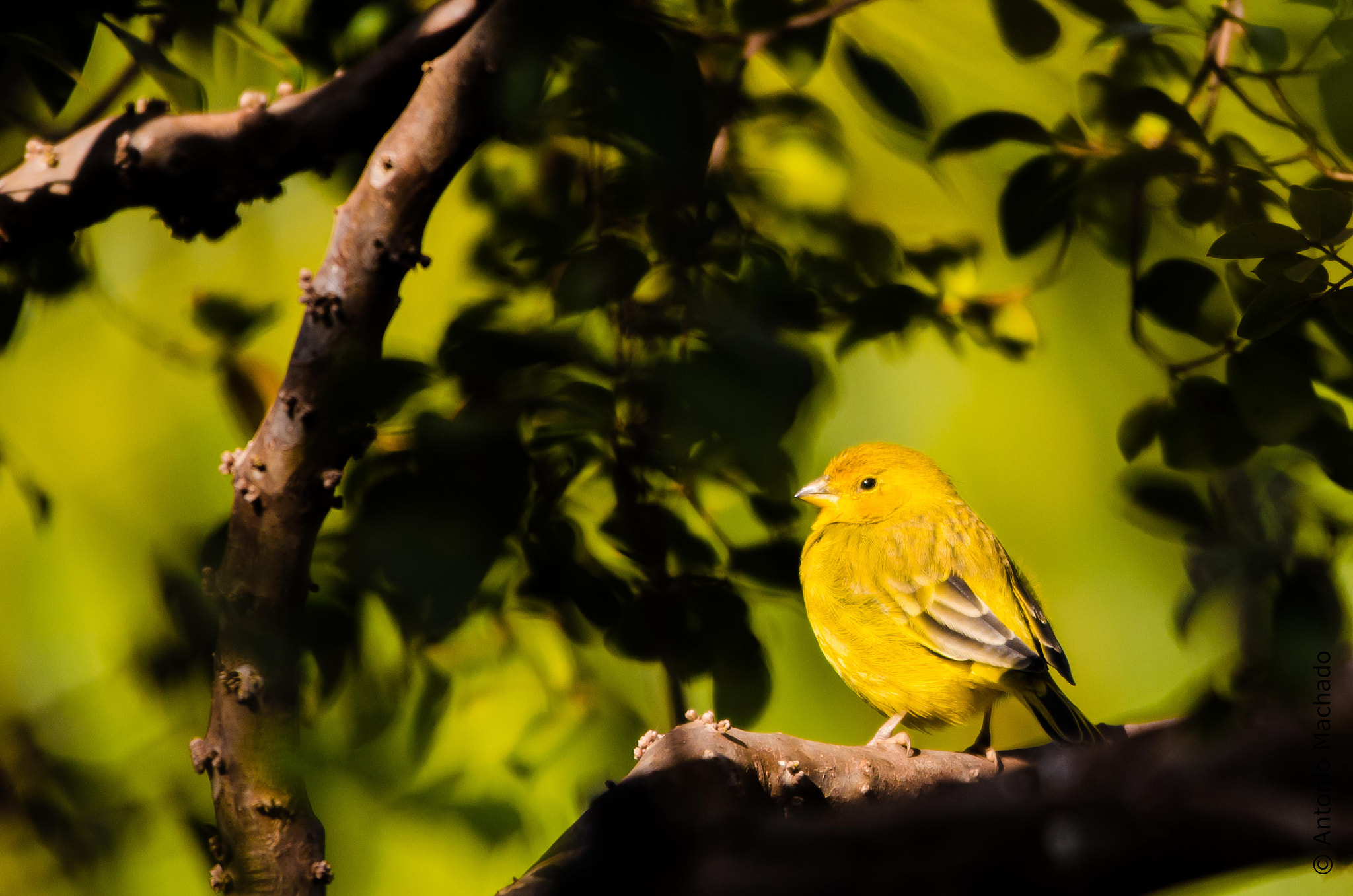 Nikon D7000 + Sigma 120-400mm F4.5-5.6 DG OS HSM sample photo. Yellow bird photography