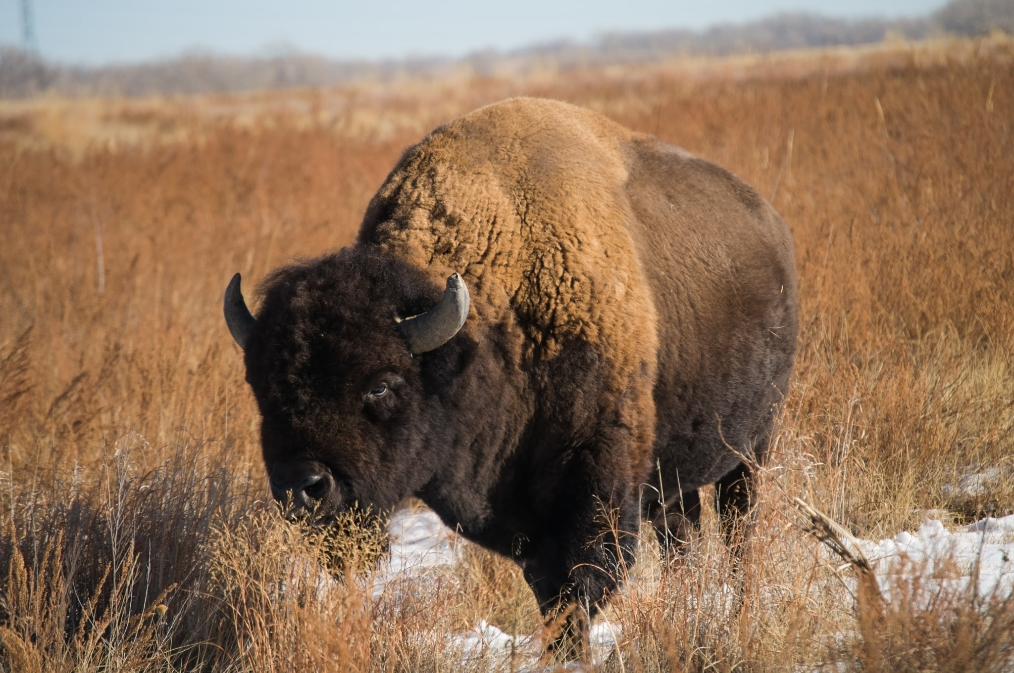Nikon D5000 sample photo. Bison photography