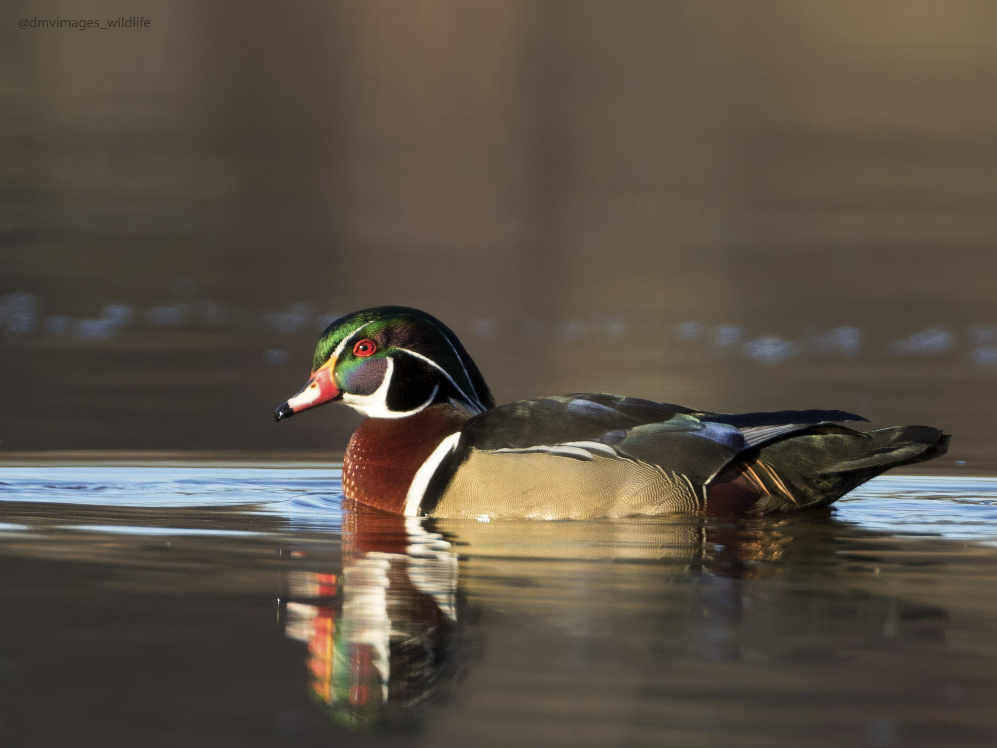 Canon EF 500mm F4L IS USM sample photo. Wood duck  photography