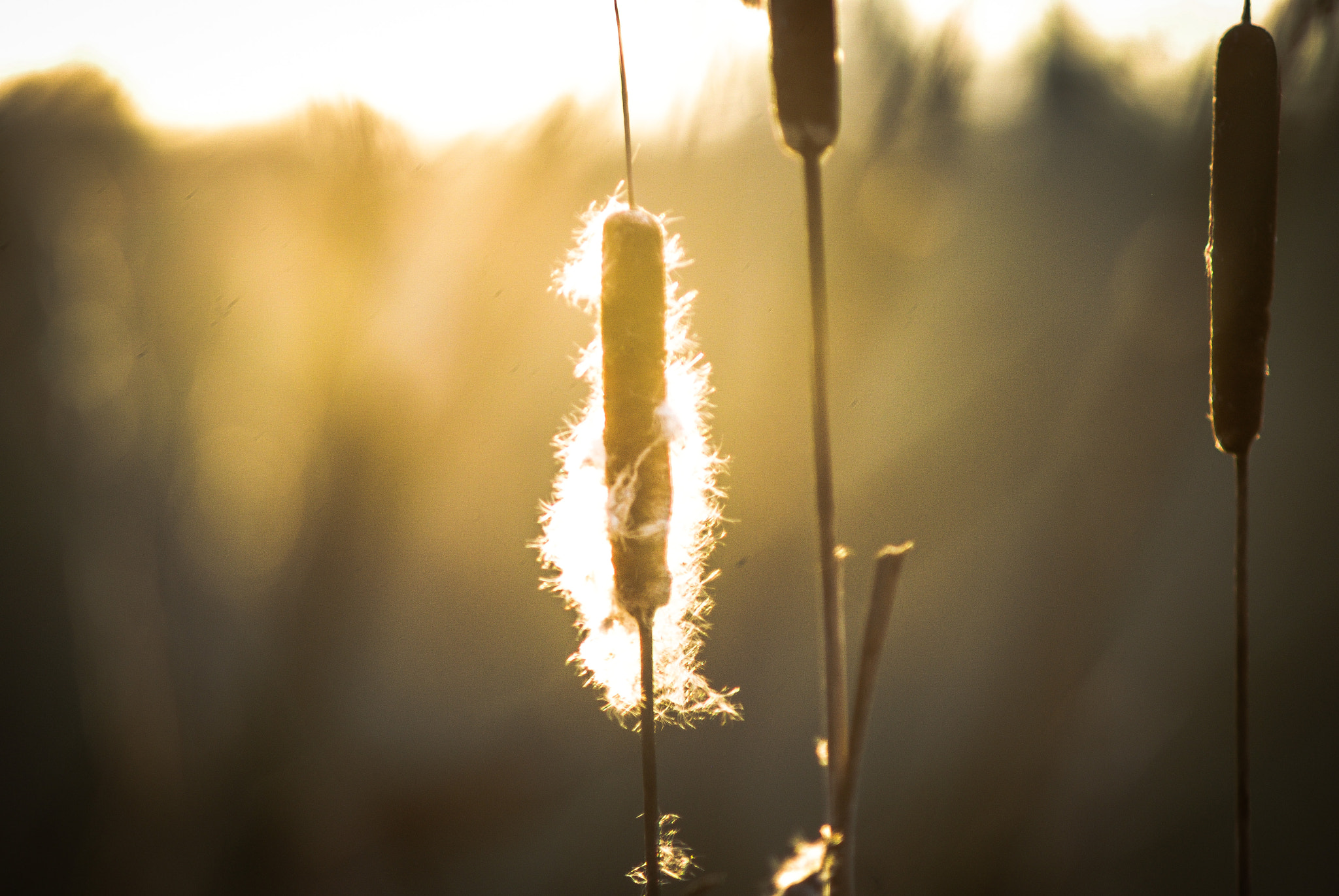 Nikon D80 sample photo. Golden hour  photography